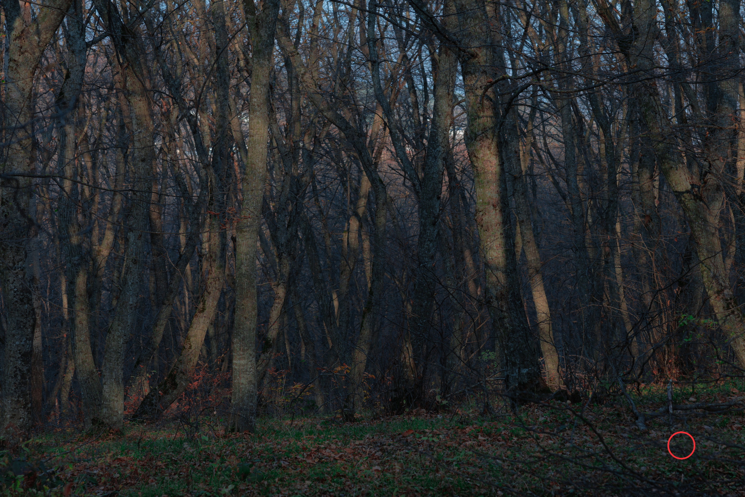 ტყე შემოდგომისა. FramefreeMan