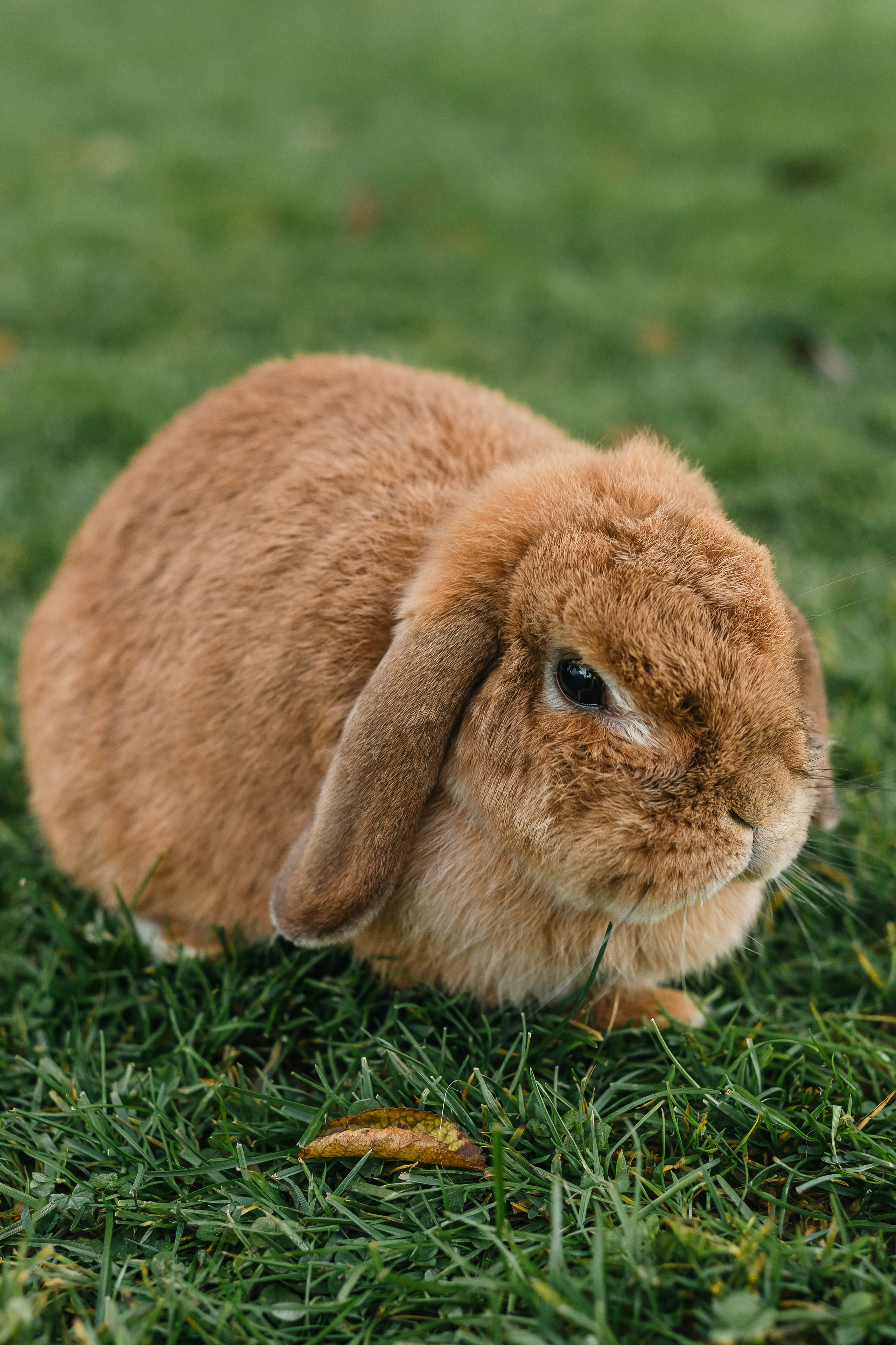 Familie / Kinder. Fotografin Larysa Chepurko| Füssen| Garmisch-Partenkirchen| Weilheim| Schongau| Murnau| München | Hochzeitsfotograf Füssen | Larysa Photo