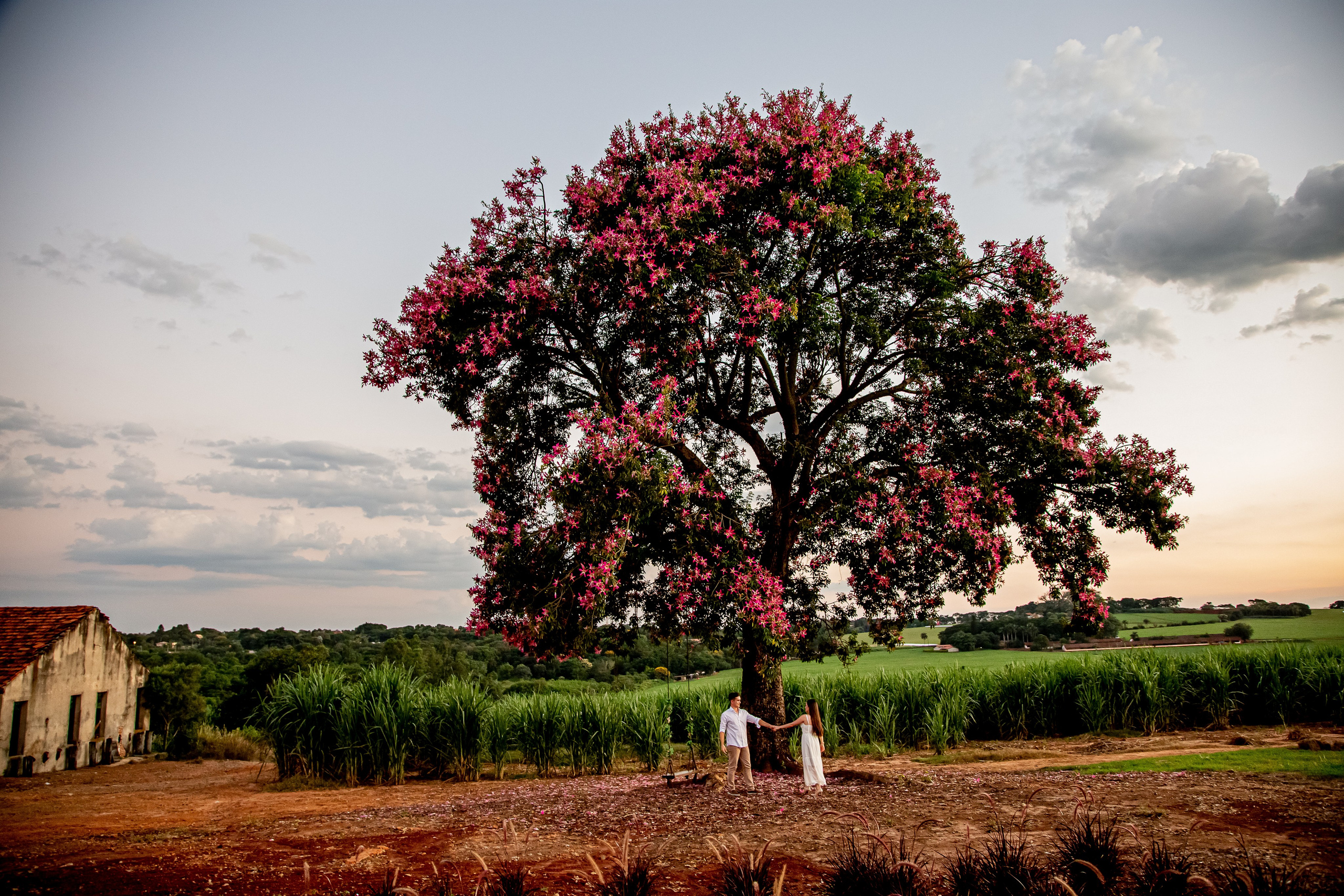 holambra ensaio pre wedding  linda foto