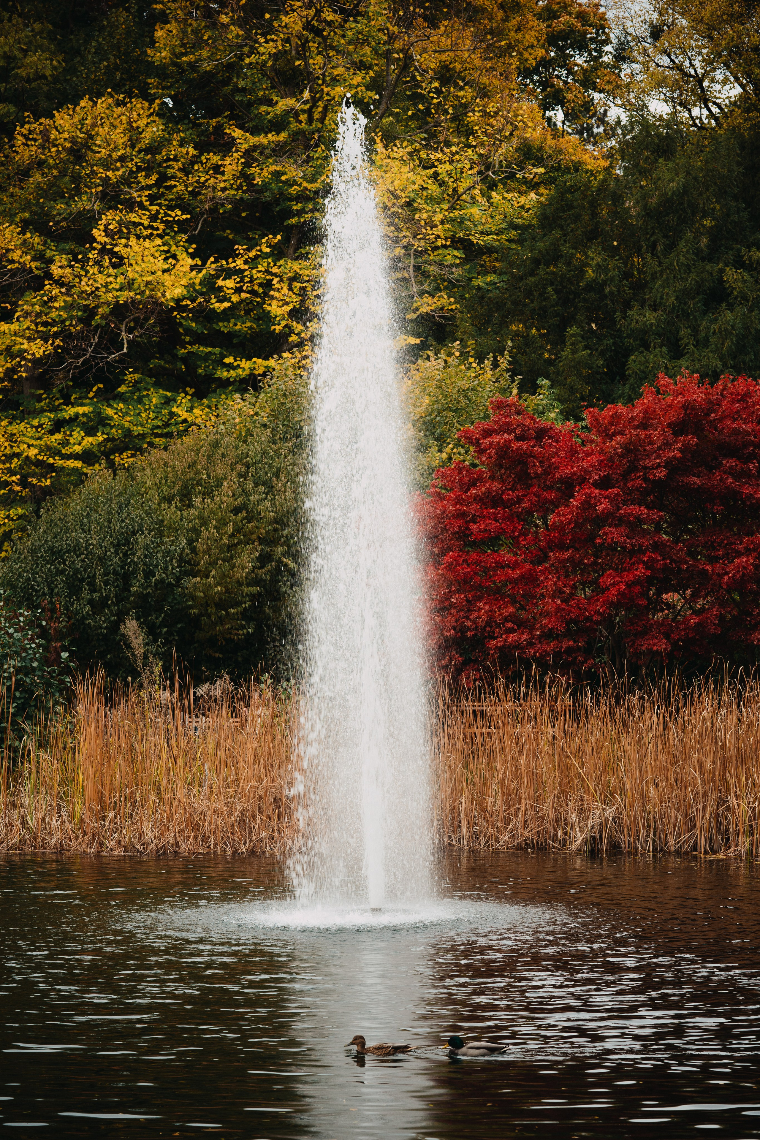 Yoga. Elena Baturina Photography