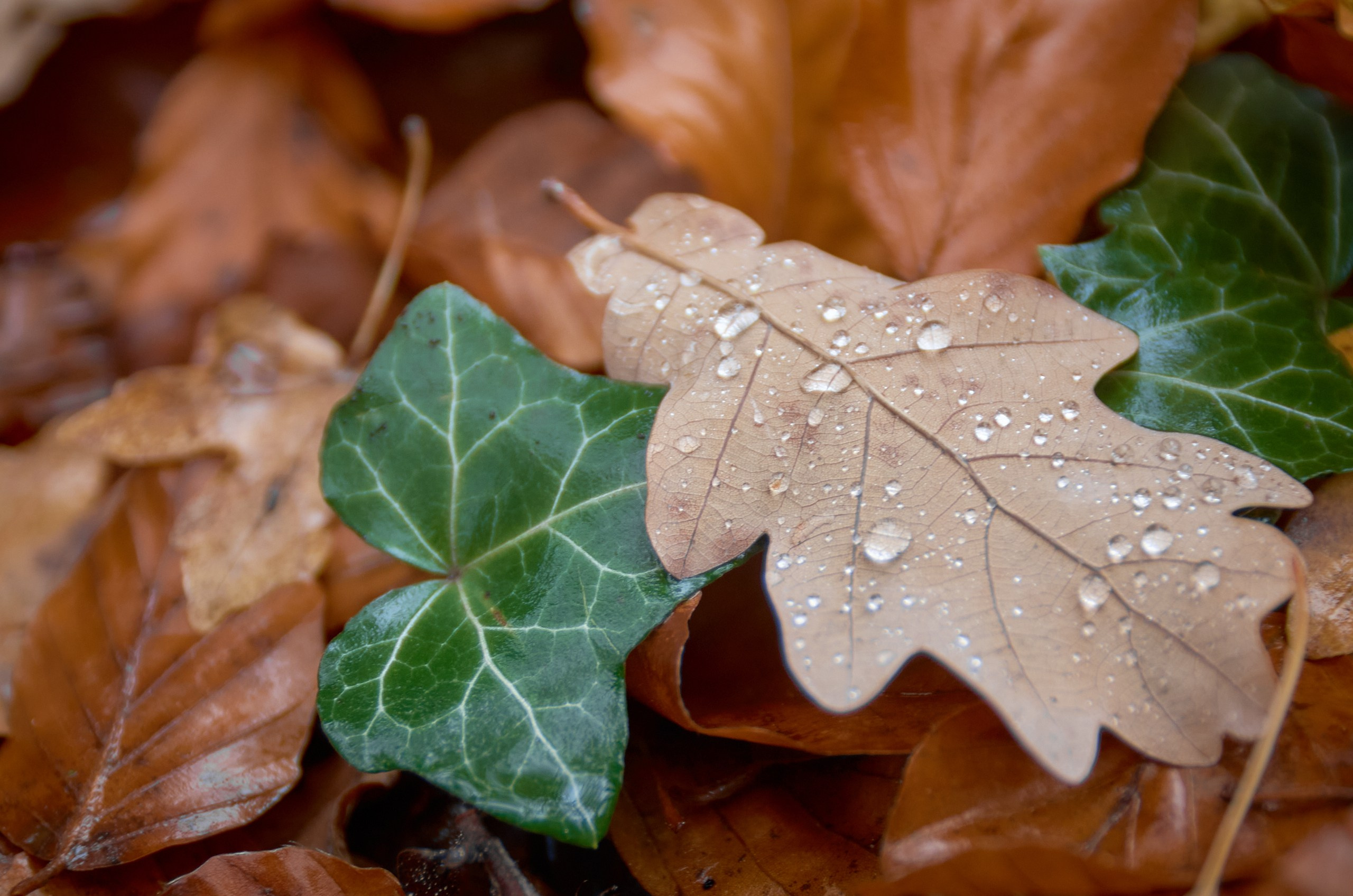 Close-Up. Yuri Popkov | Photographer