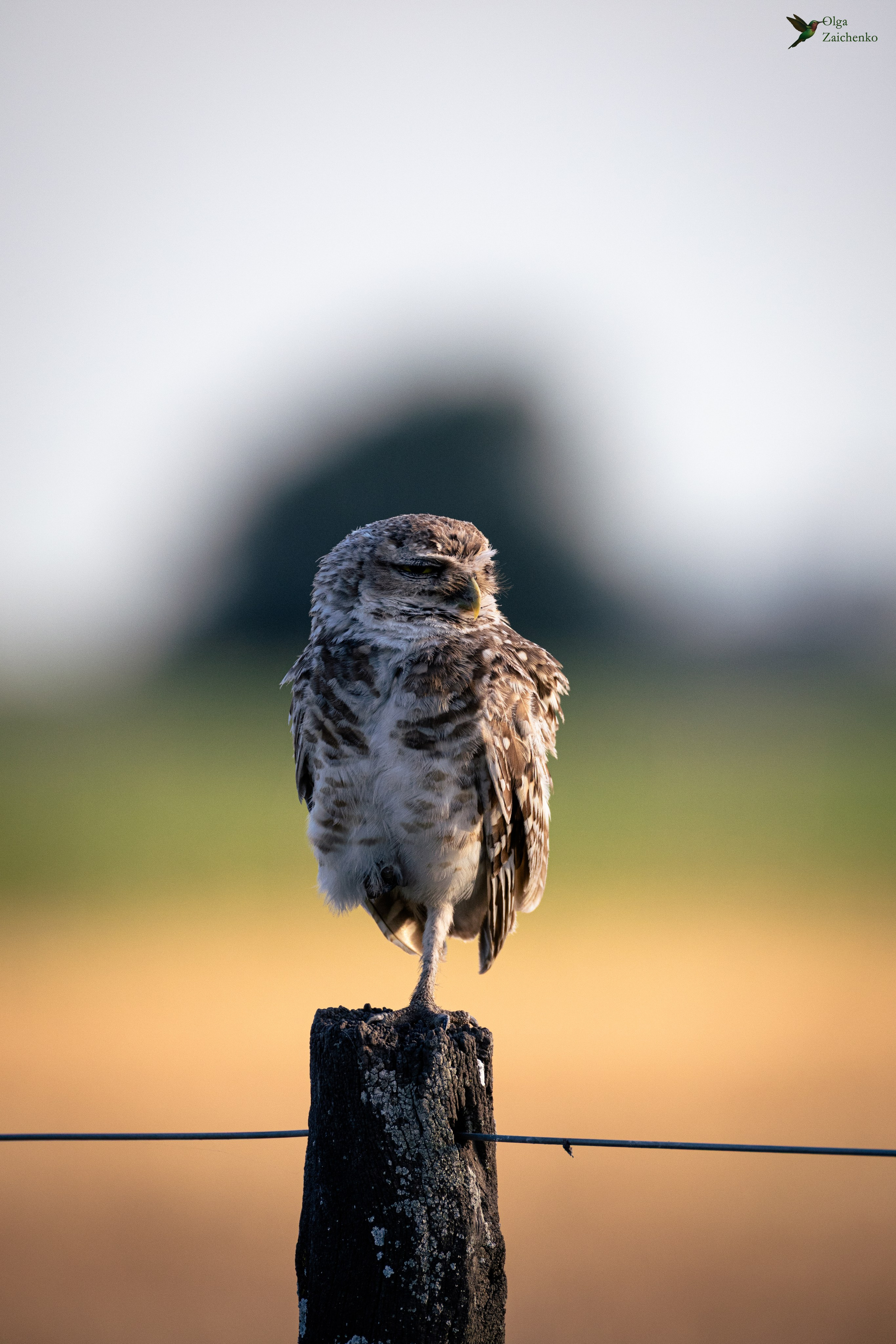 Lechucita vizcachera