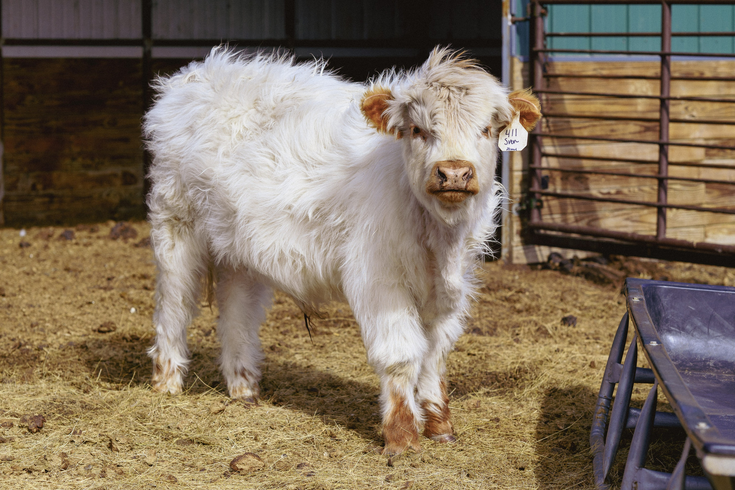 Farm animals. Victoria Lyubchenko — fine art photography in Bismarck, ND