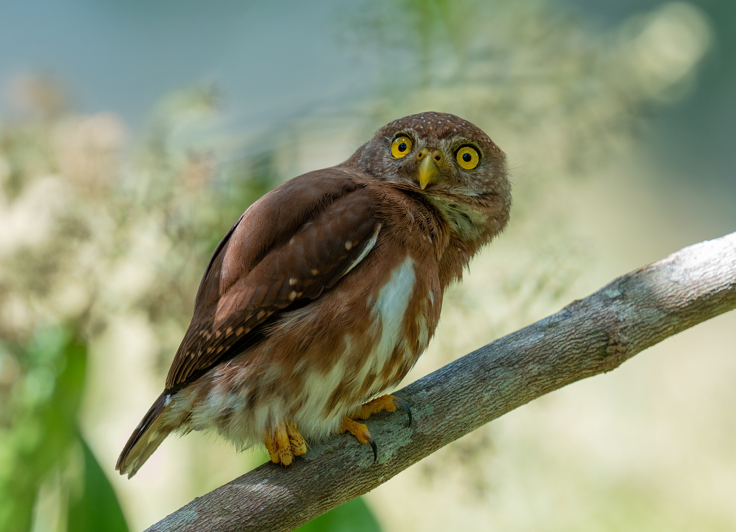 Buhos. Nature photographer Yuri Soria-Galvarro