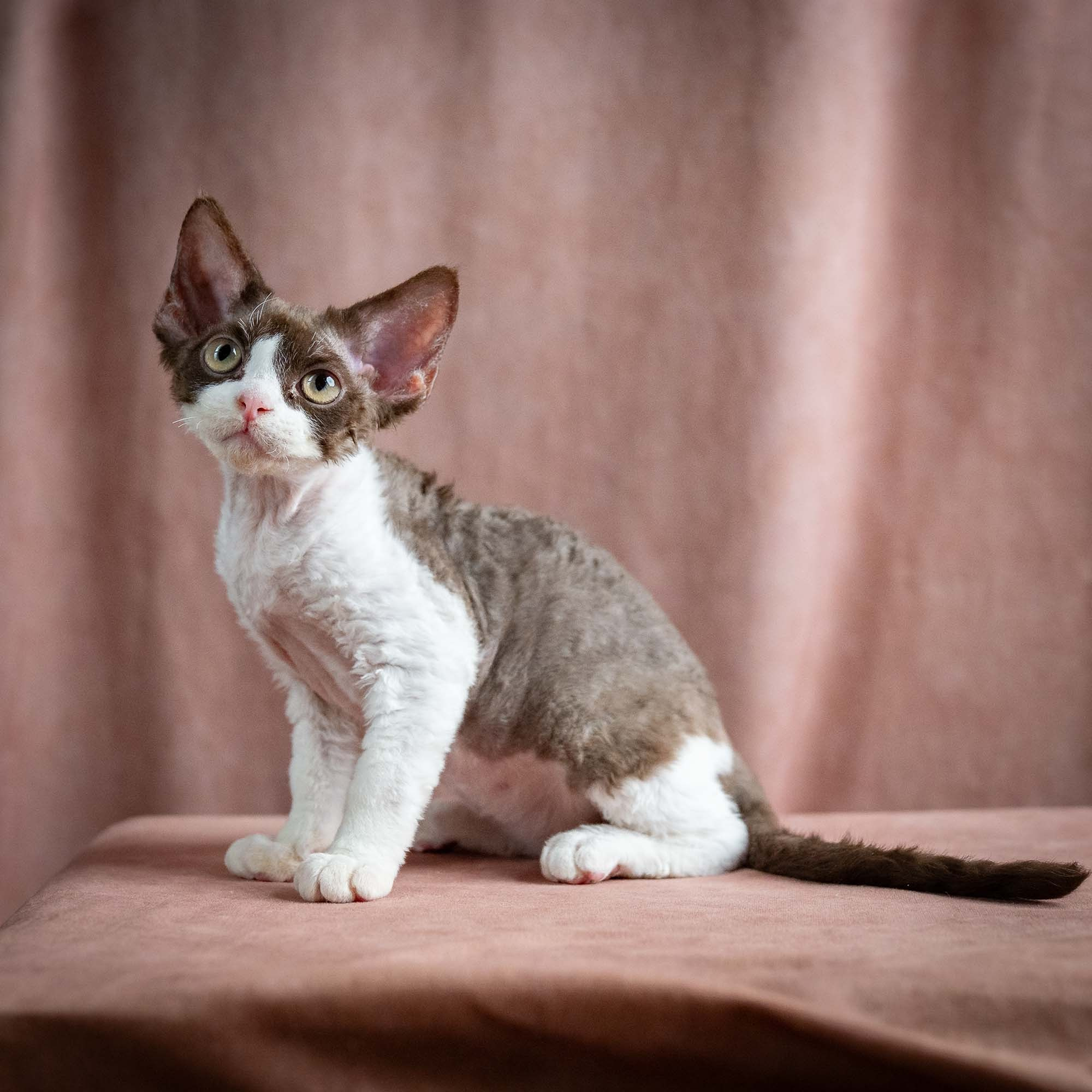 Pascal, boy, born 02.11.26. Devon Rex Pixie Cattery