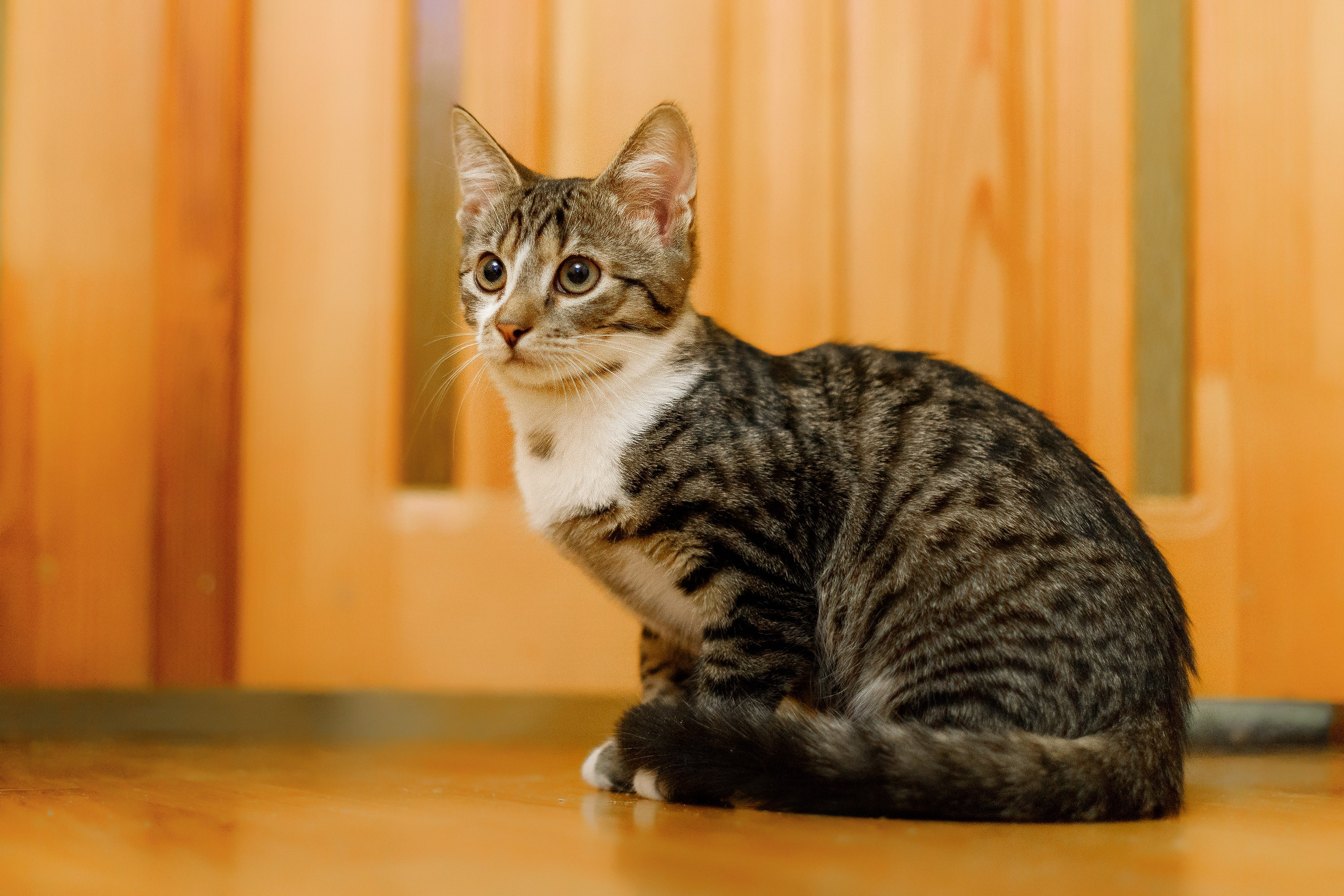 Cats for adoption. Kaja | fotograf we Wrocławiu | ludzie i psy