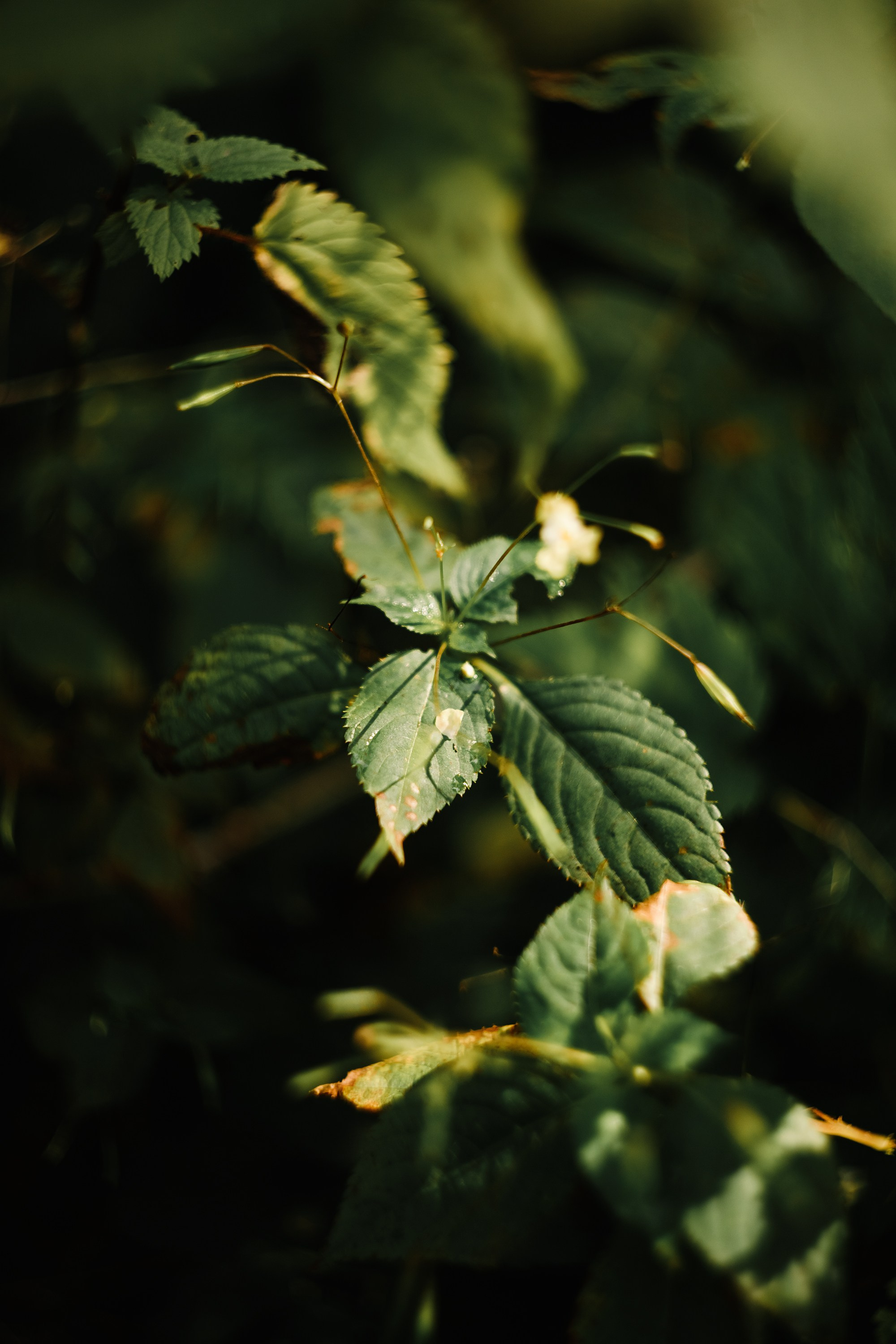 Grodno. Kaja | fotograf we Wrocławiu | ludzie i psy