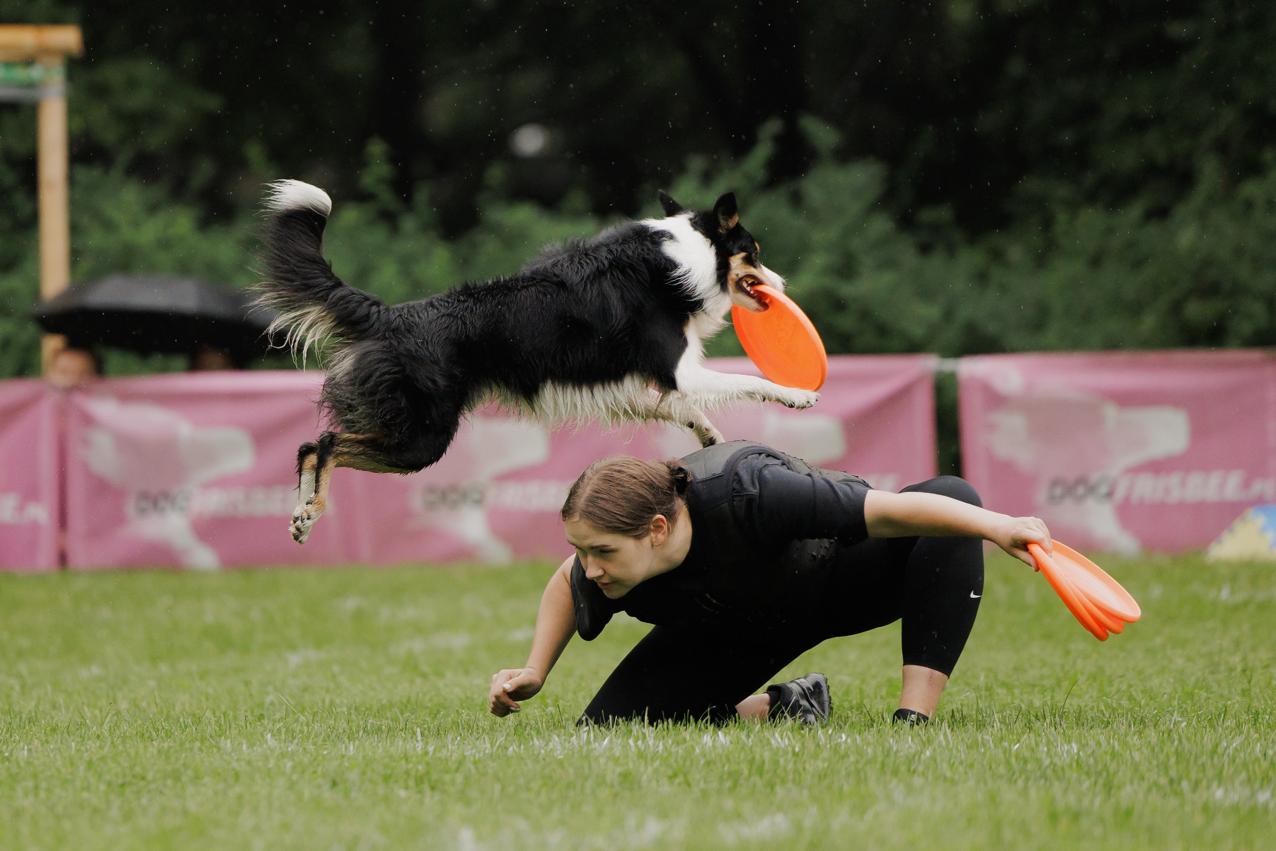 Latające psy, Wrocław'25. Kaja | fotograf psów we Wrocławiu