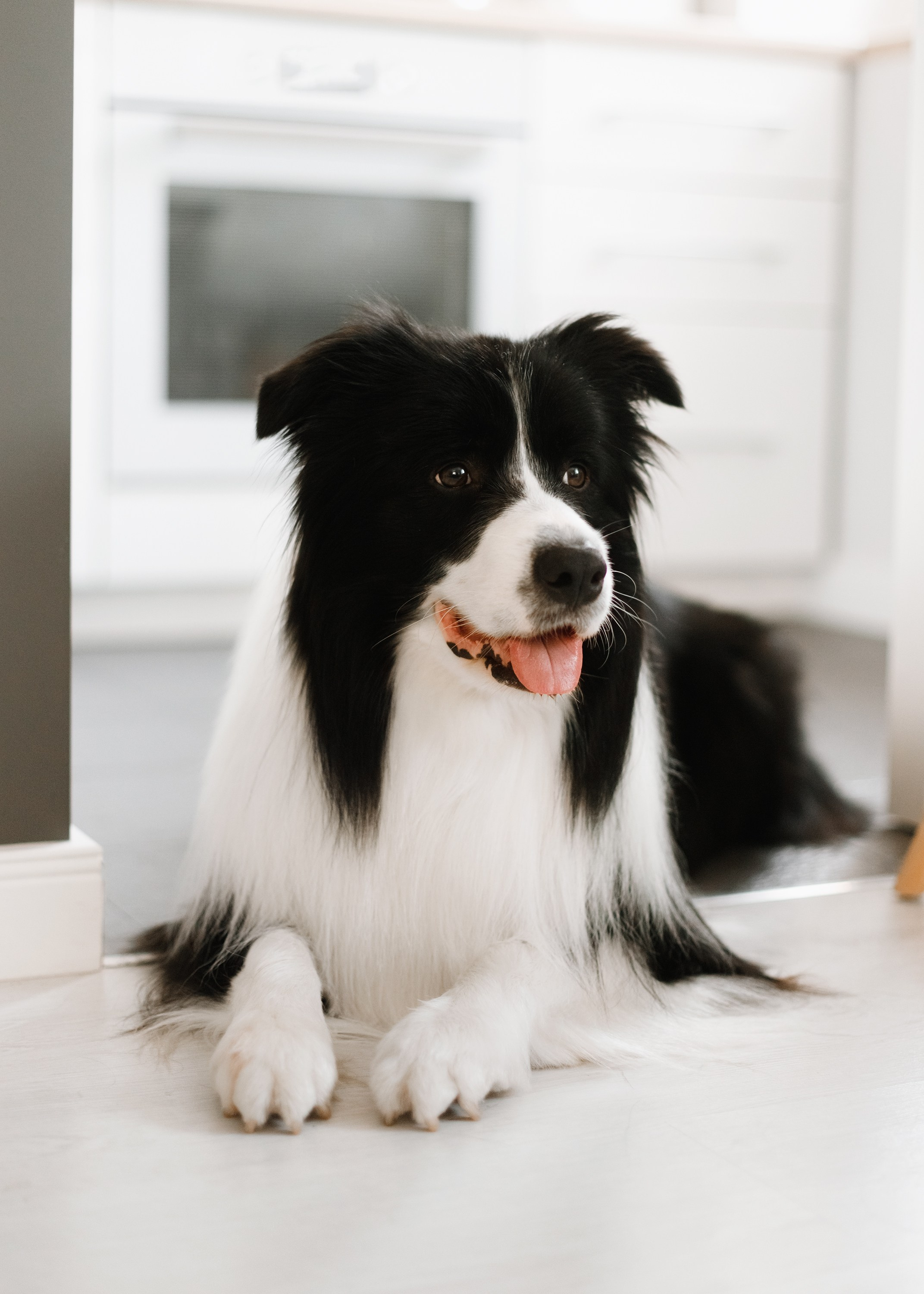 Evgenia & Richard. Kaja | fotograf we Wrocławiu | ludzie i psy