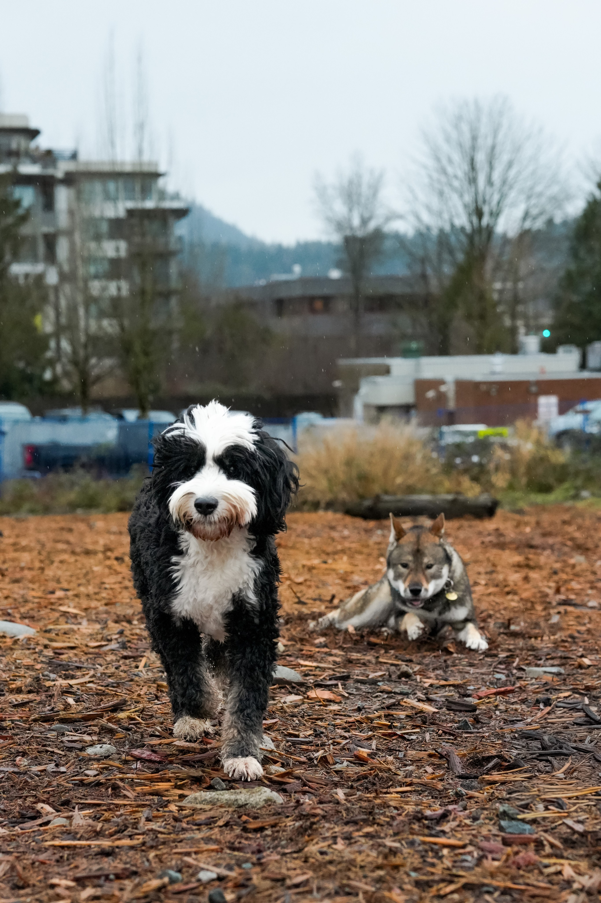 Pets. Shuttergry Photography