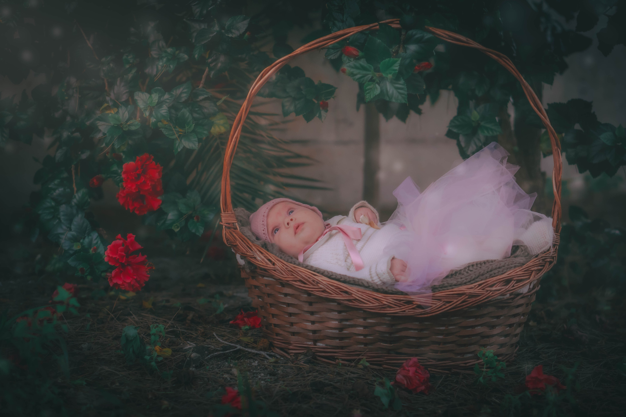 Olivia. Alba del Norte Studio