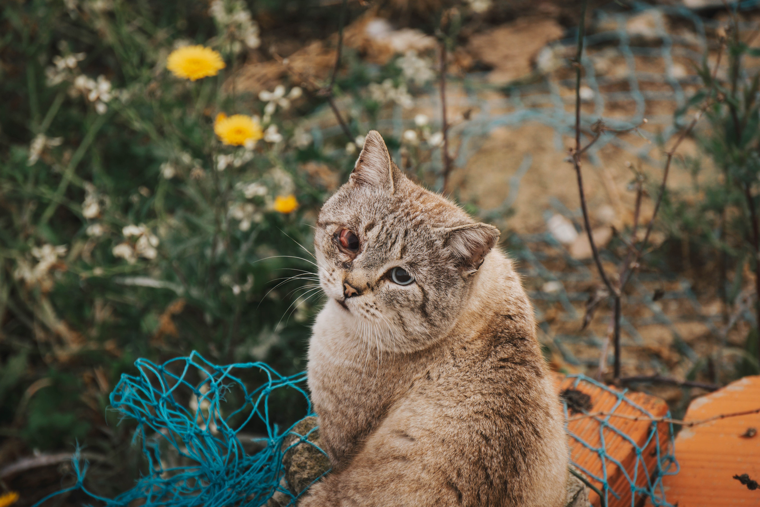 Rojales. Alba del Norte Studio