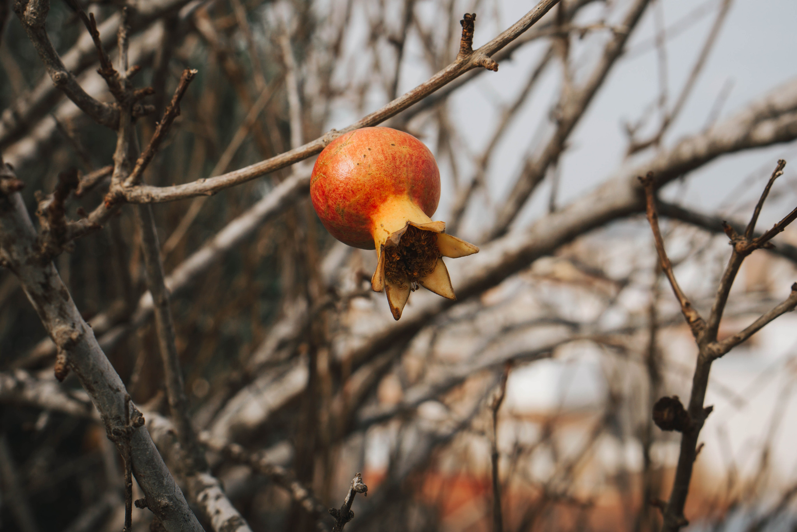 Rojales. Alba del Norte Studio