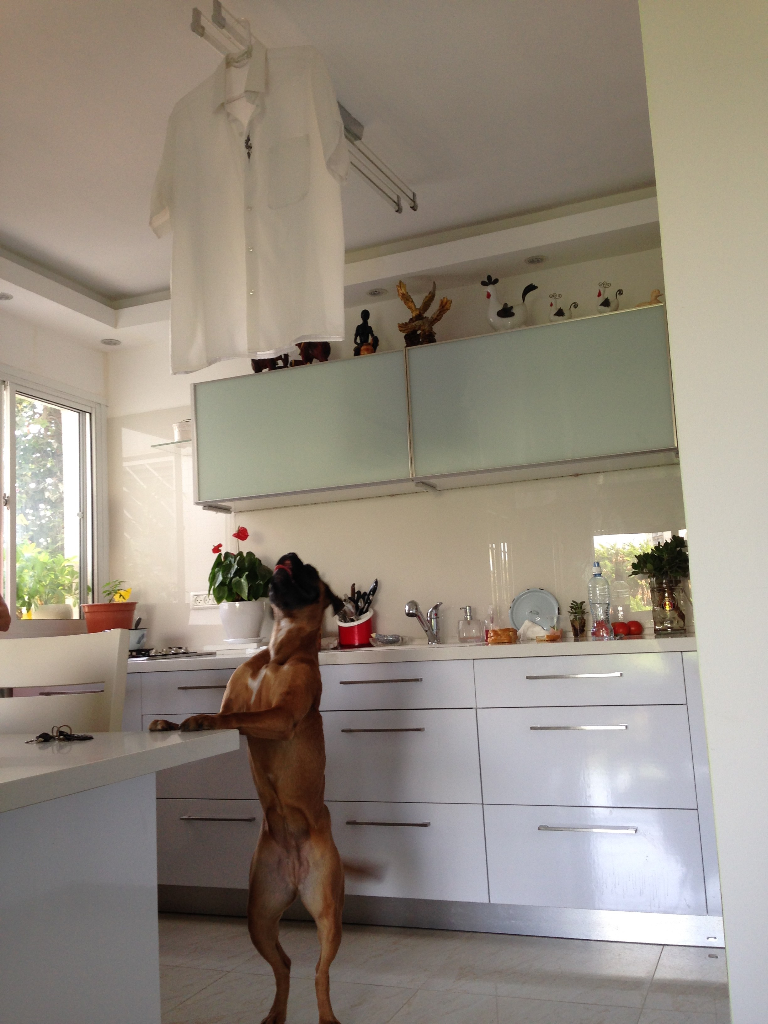 My ״Star״ Boxer Dog