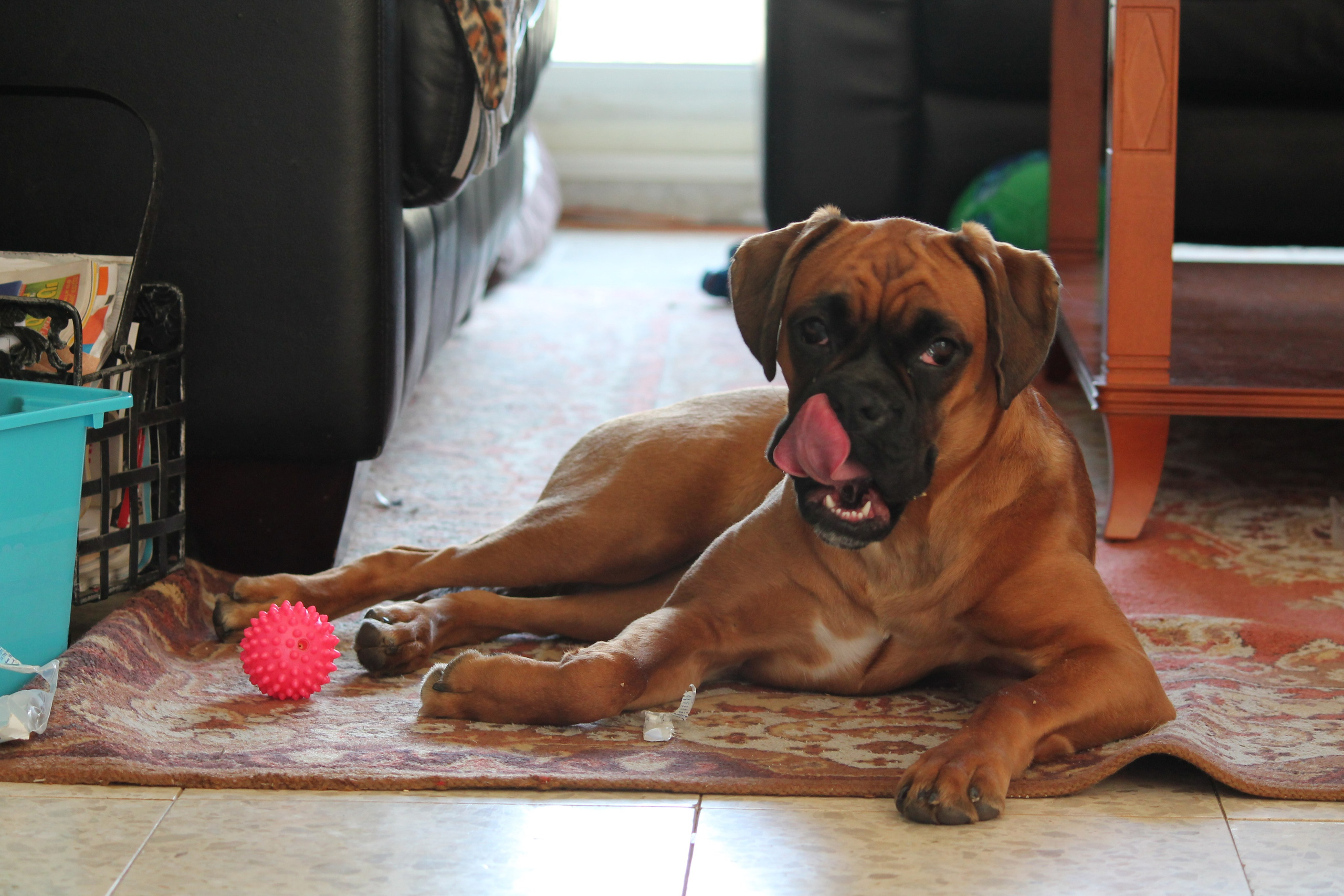 My ״Star״ Boxer Dog