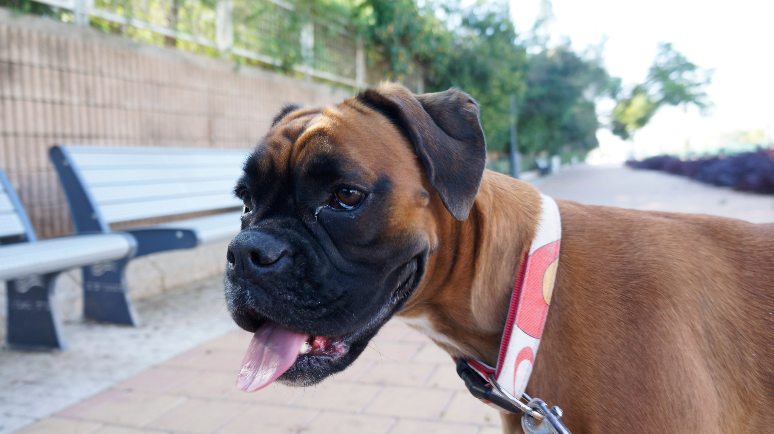 My ״Star״ Boxer Dog