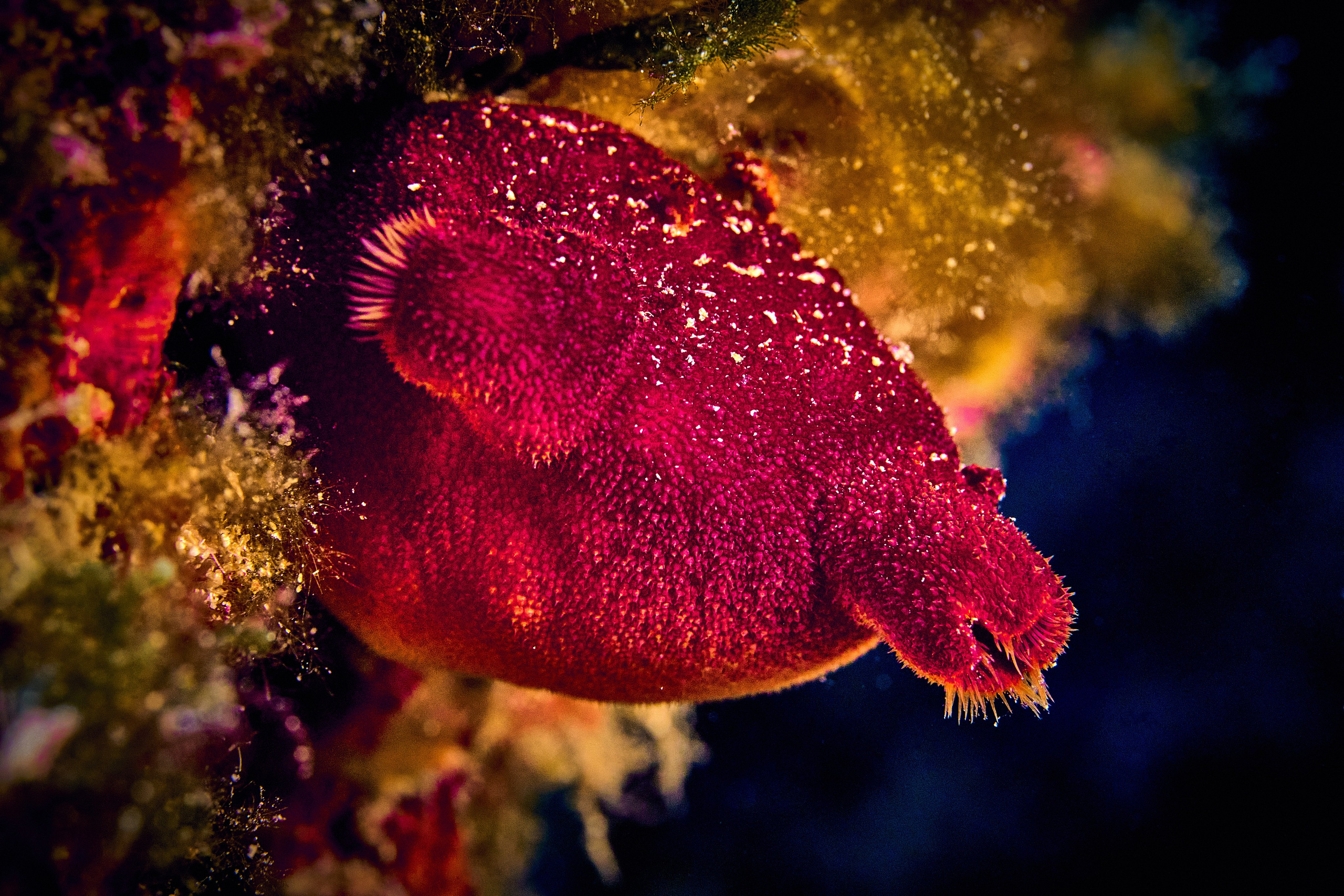 Mieszkańcy mórz. Andriej Szypilow — Photography & Videography