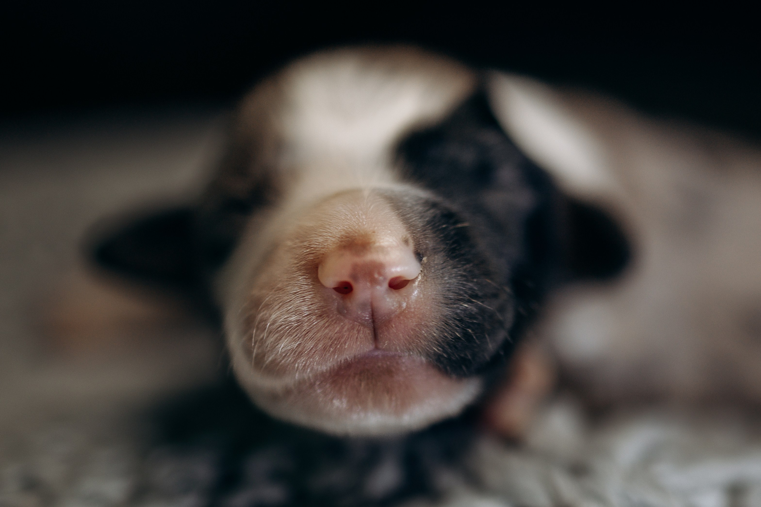 Tiny Aussies. Pet Photographer Viktoriya Aleshenko