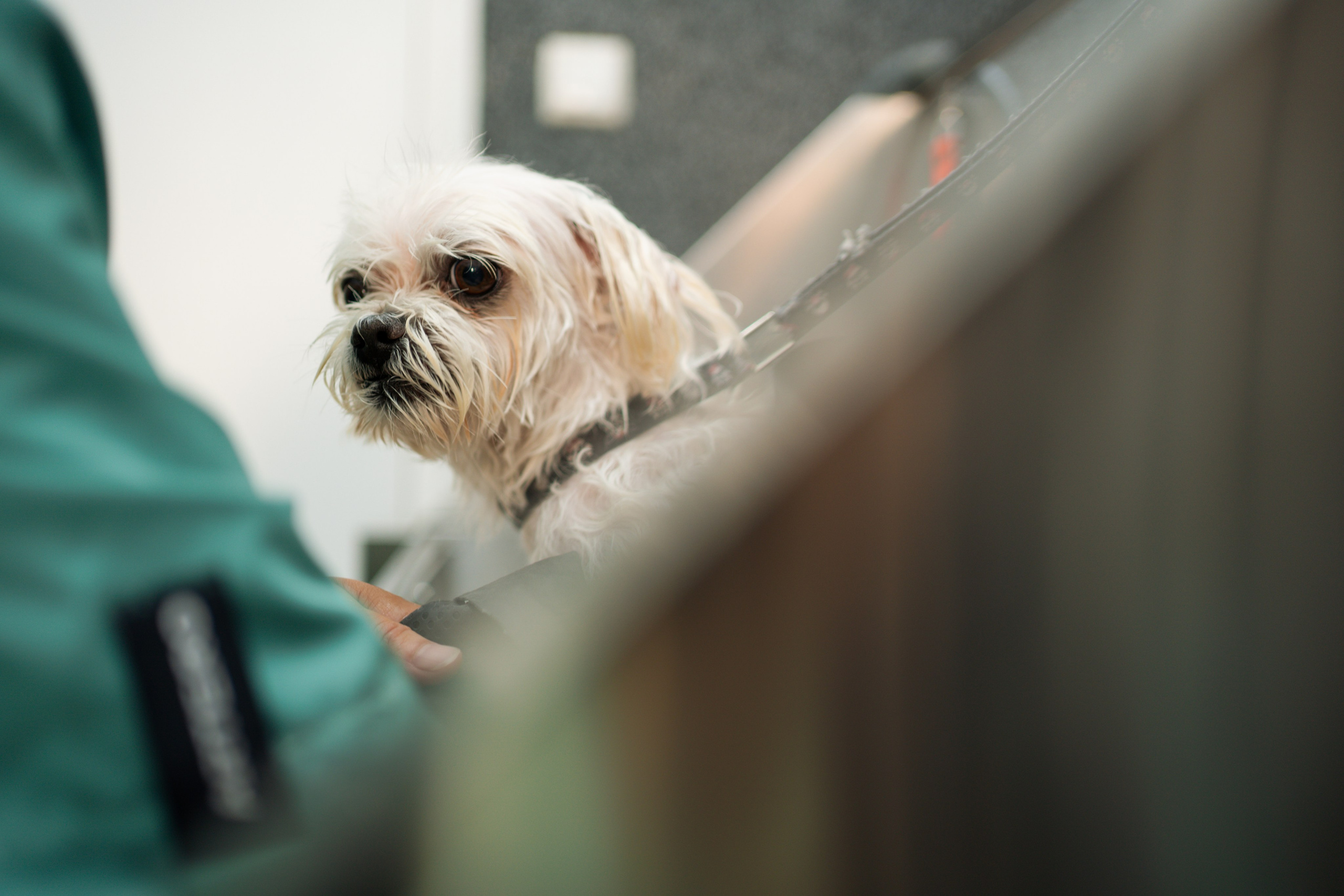 PetGroom Timisoara. Cozac Cristian Photographer