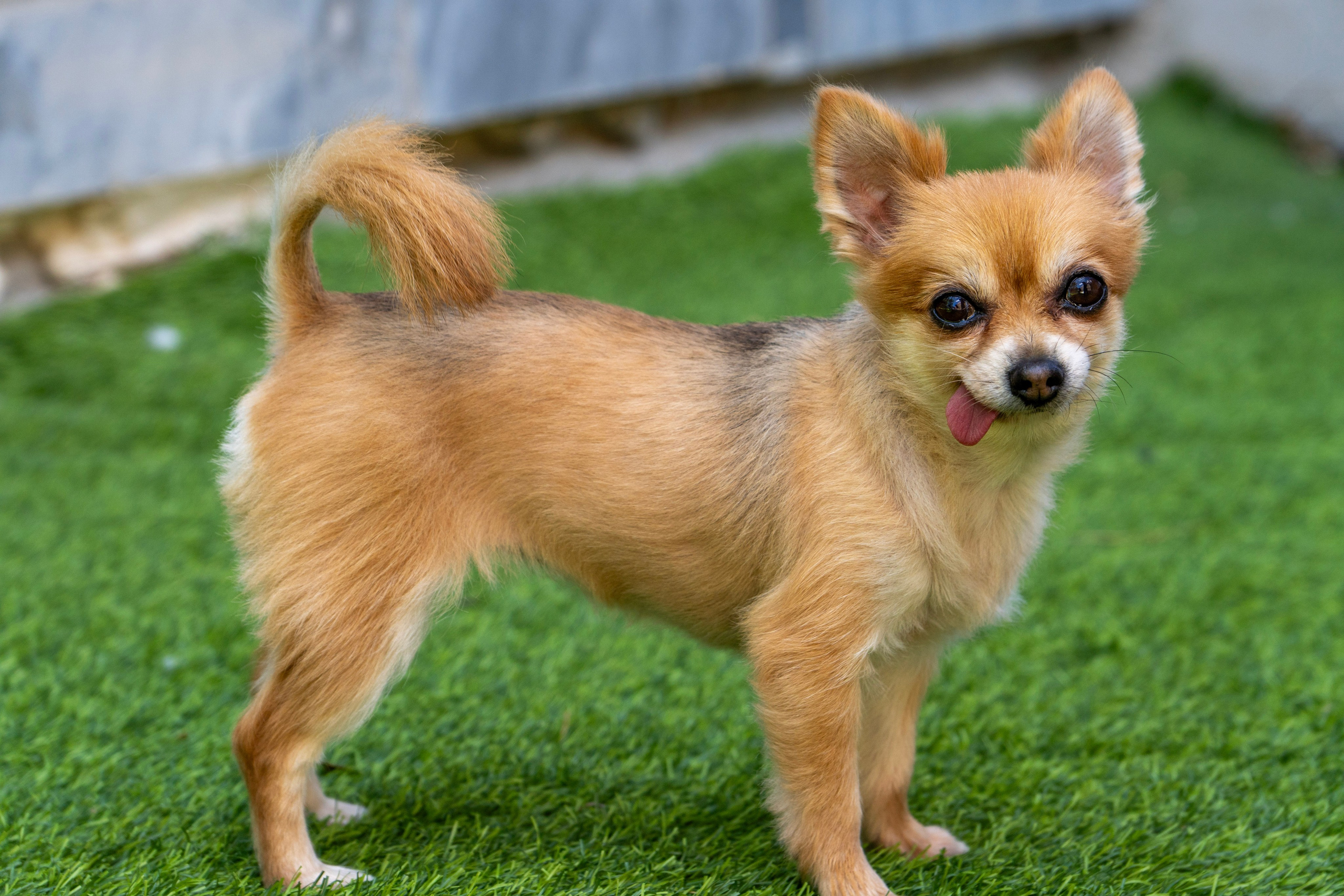 Random dogs. Главное меню