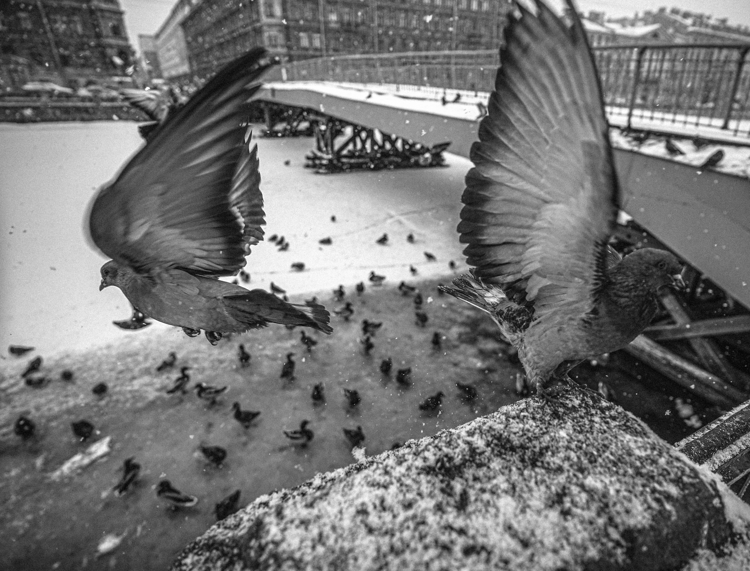 Пернатый психоз. Стрит-фотография, полная абсурда, идиотизма и красоты