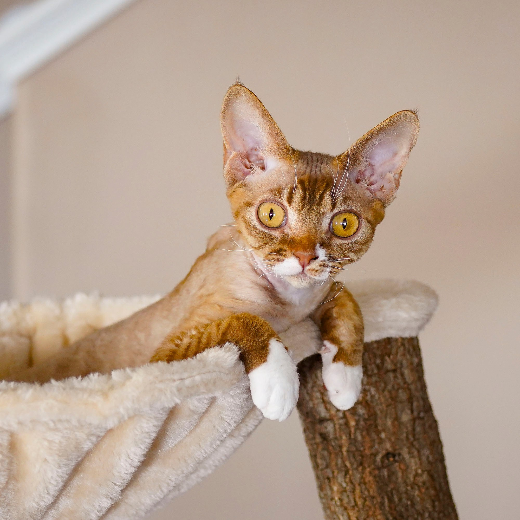 Yasia. Devon Rex Pixie Cattery