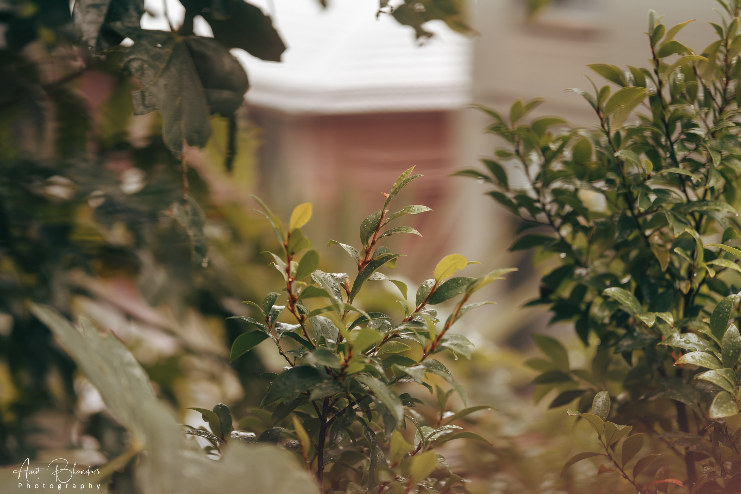 Nature. Freelance Photographer in Newcastle & Central Coast