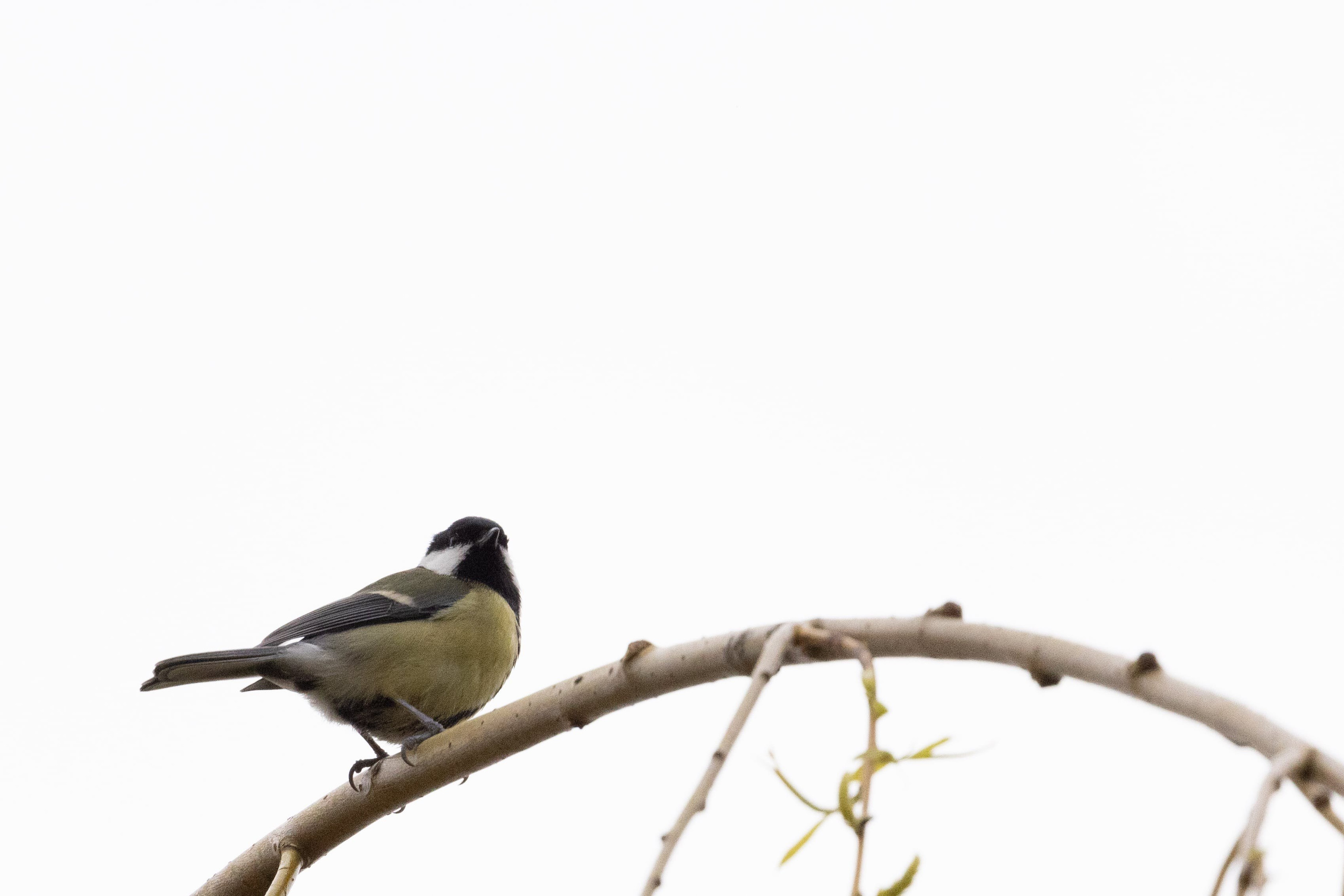 Forår. Fotograf Aarhus | Portrætfoto Århus | Flotte billeder