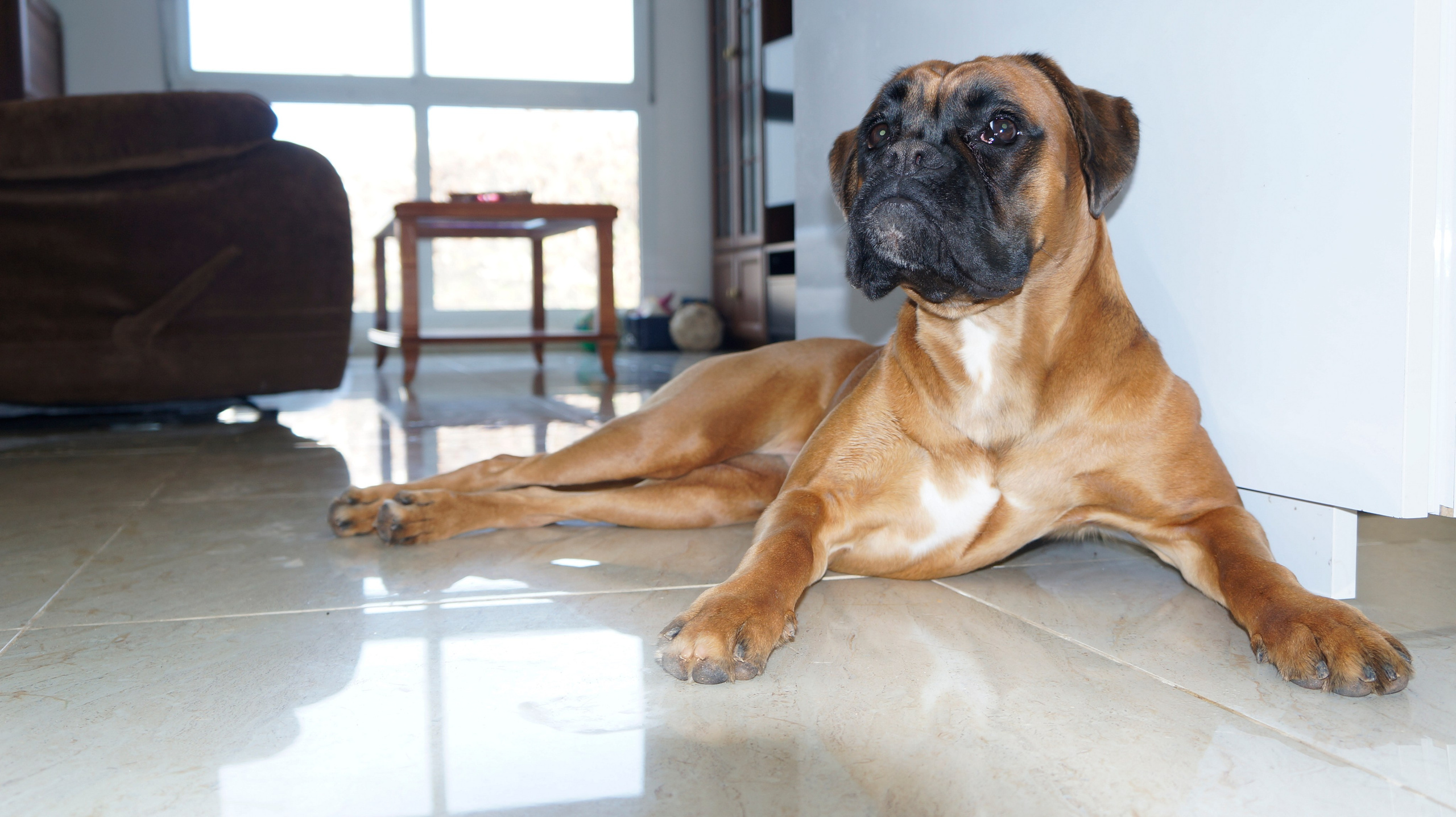 My ״Star״ Boxer Dog