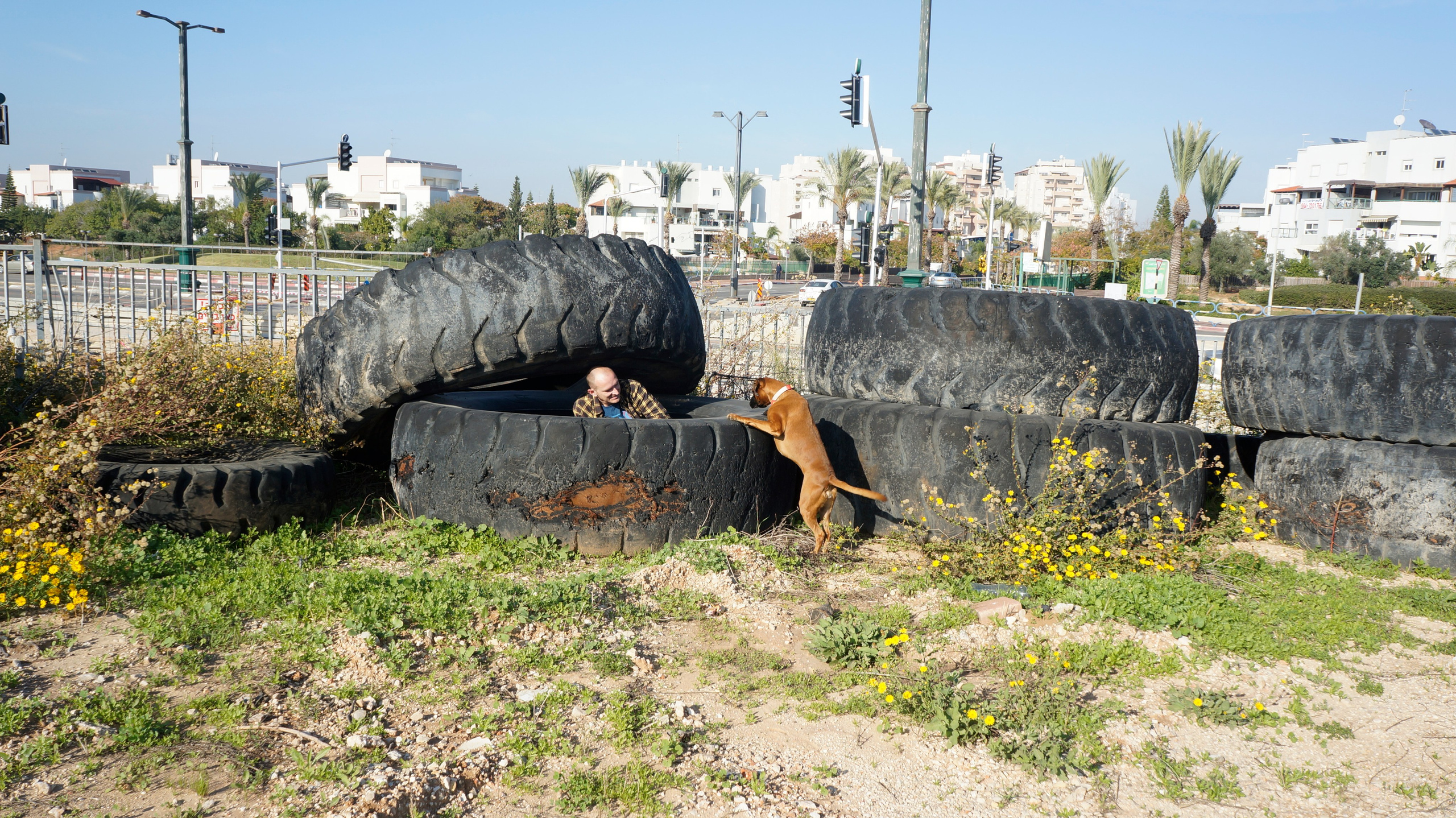 My ״Star״ Boxer Dog