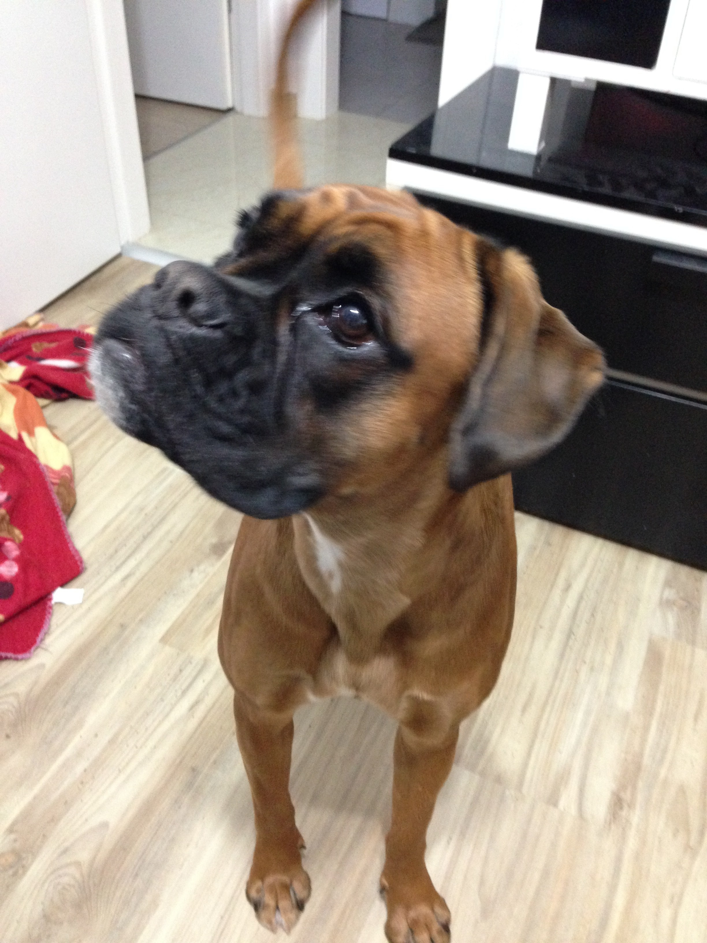 My ״Star״ Boxer Dog