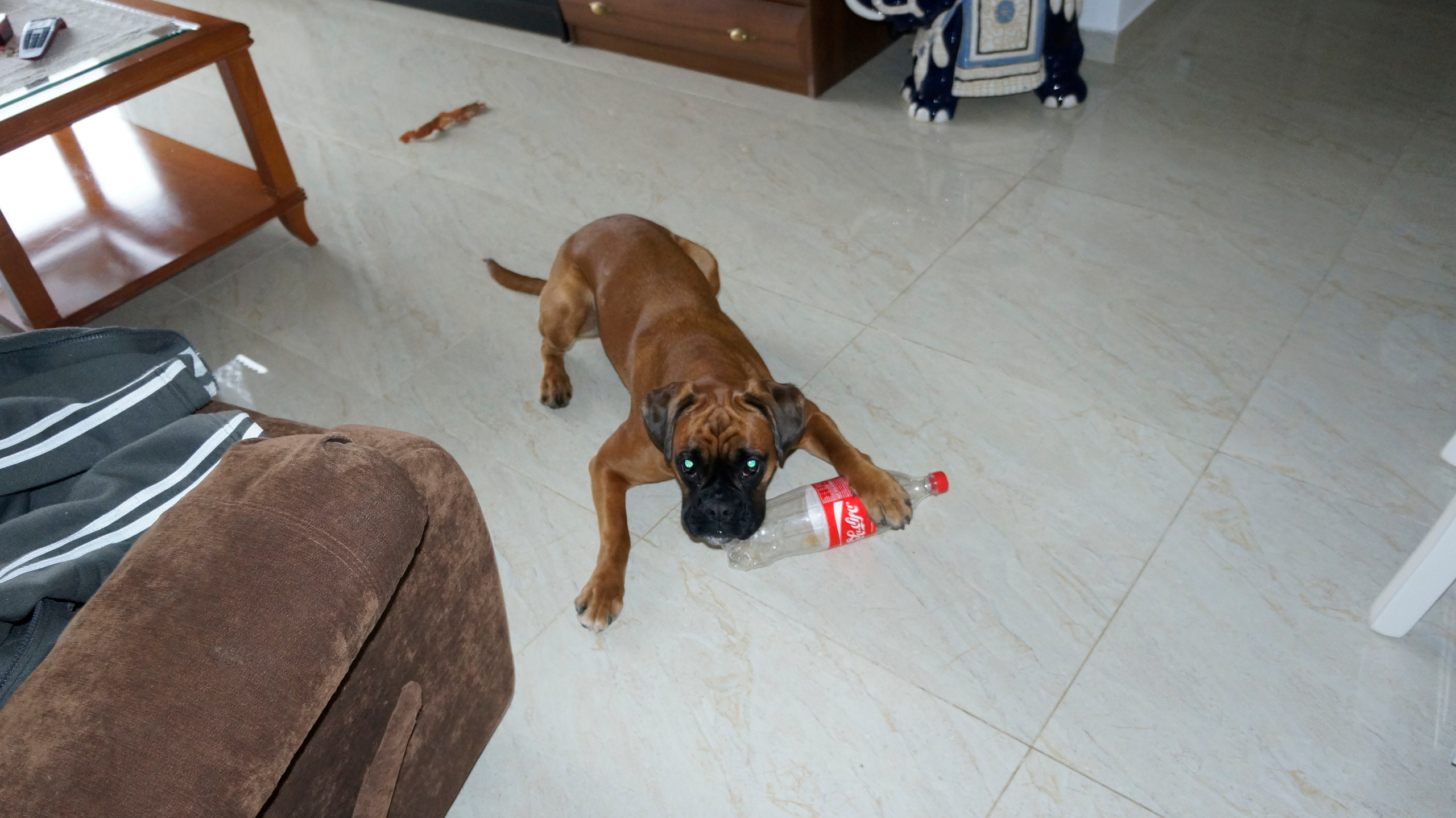 My ״Star״ Boxer Dog