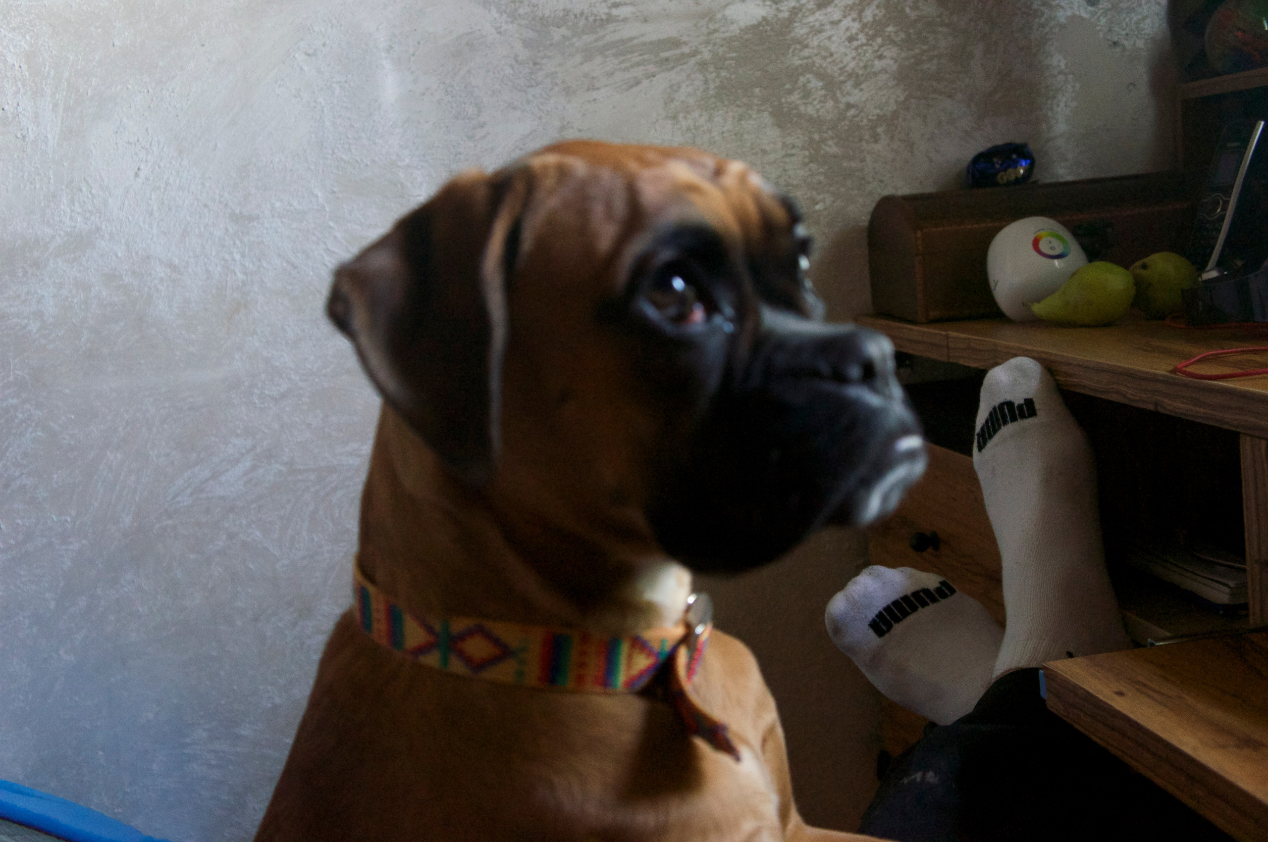 My ״Star״ Boxer Dog