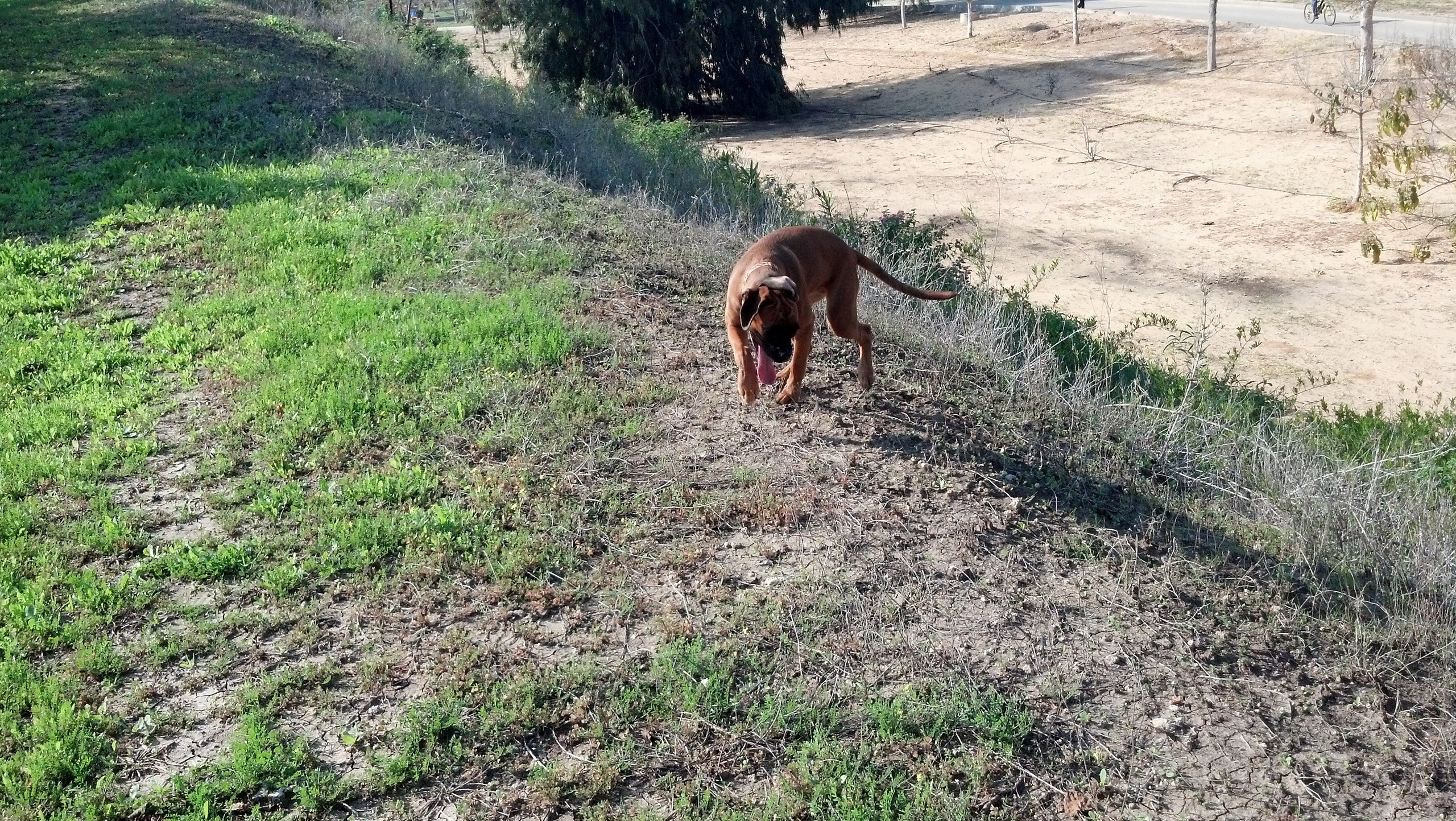 My ״Star״ Boxer Dog