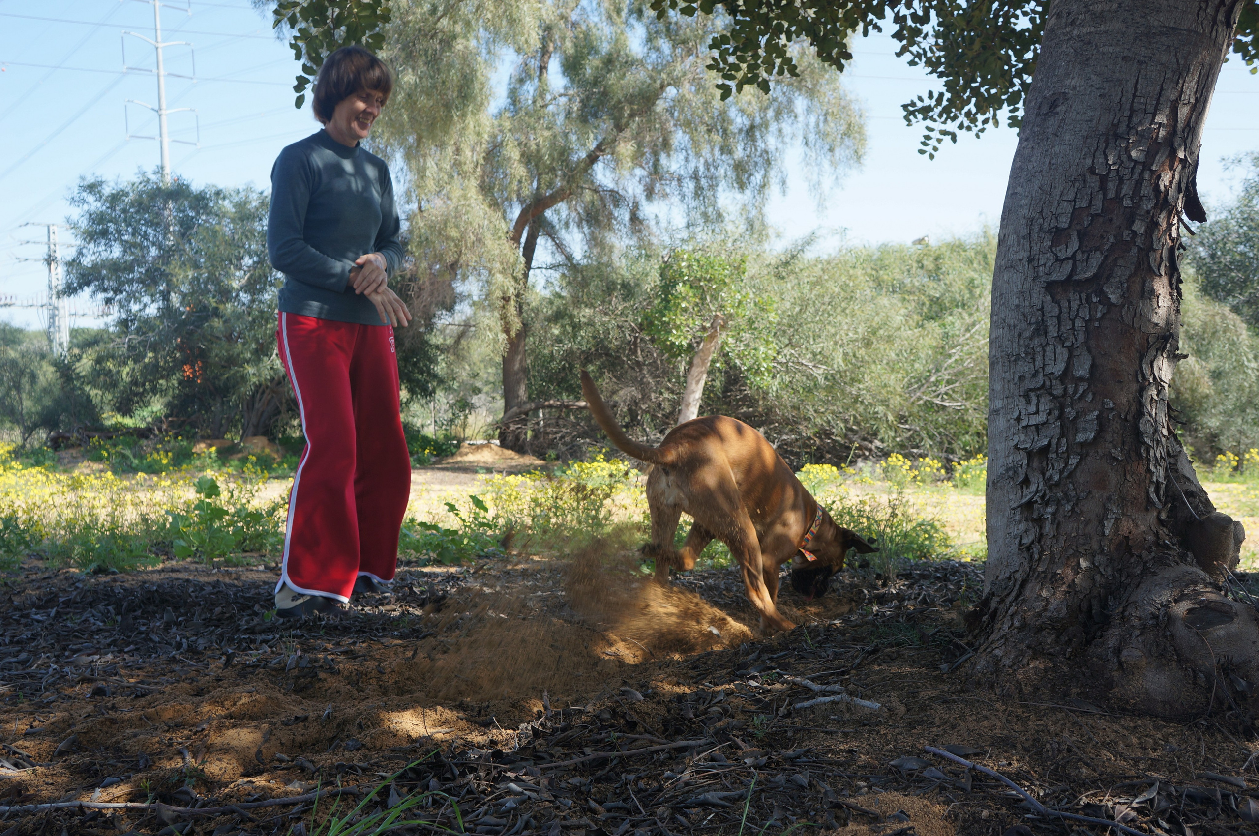 My ״Star״ Boxer Dog