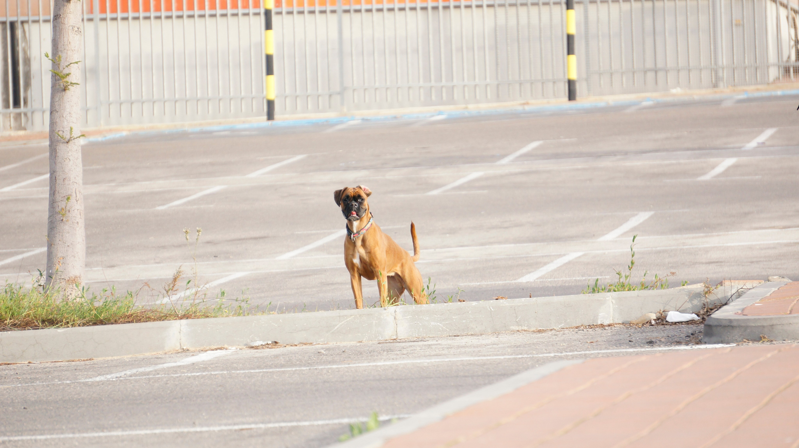 My ״Star״ Boxer Dog