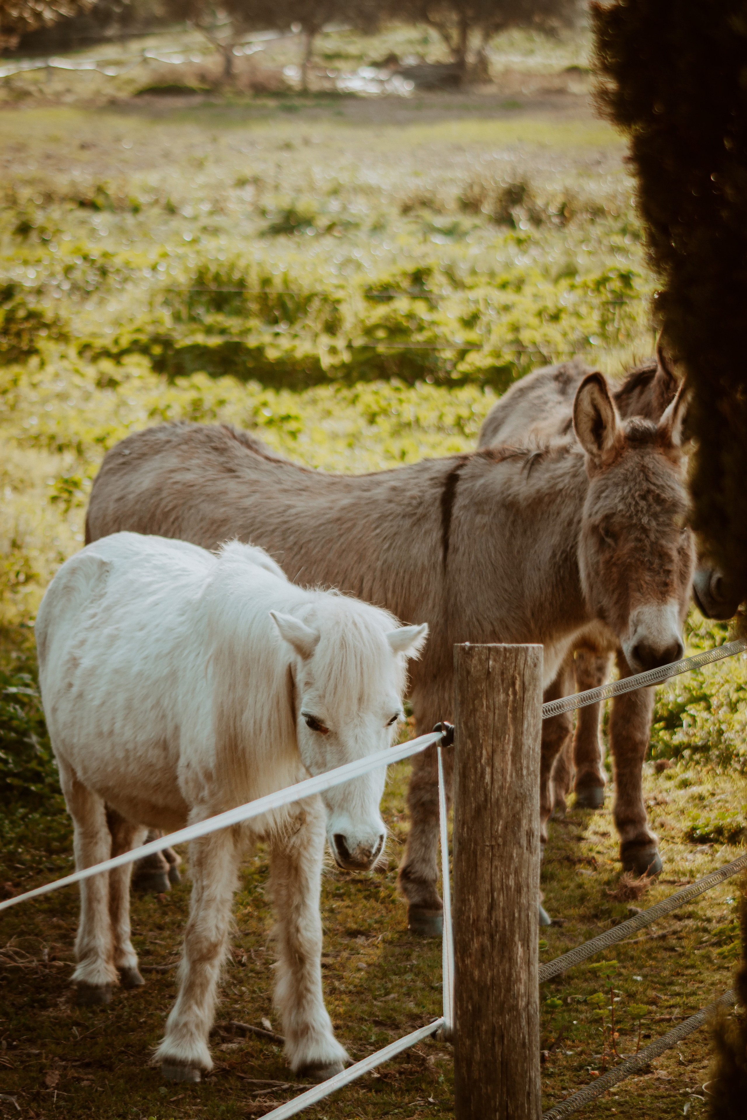 La Coudoulière, Saint Mandrier. Photographe à la Seyne sur Mer, Var