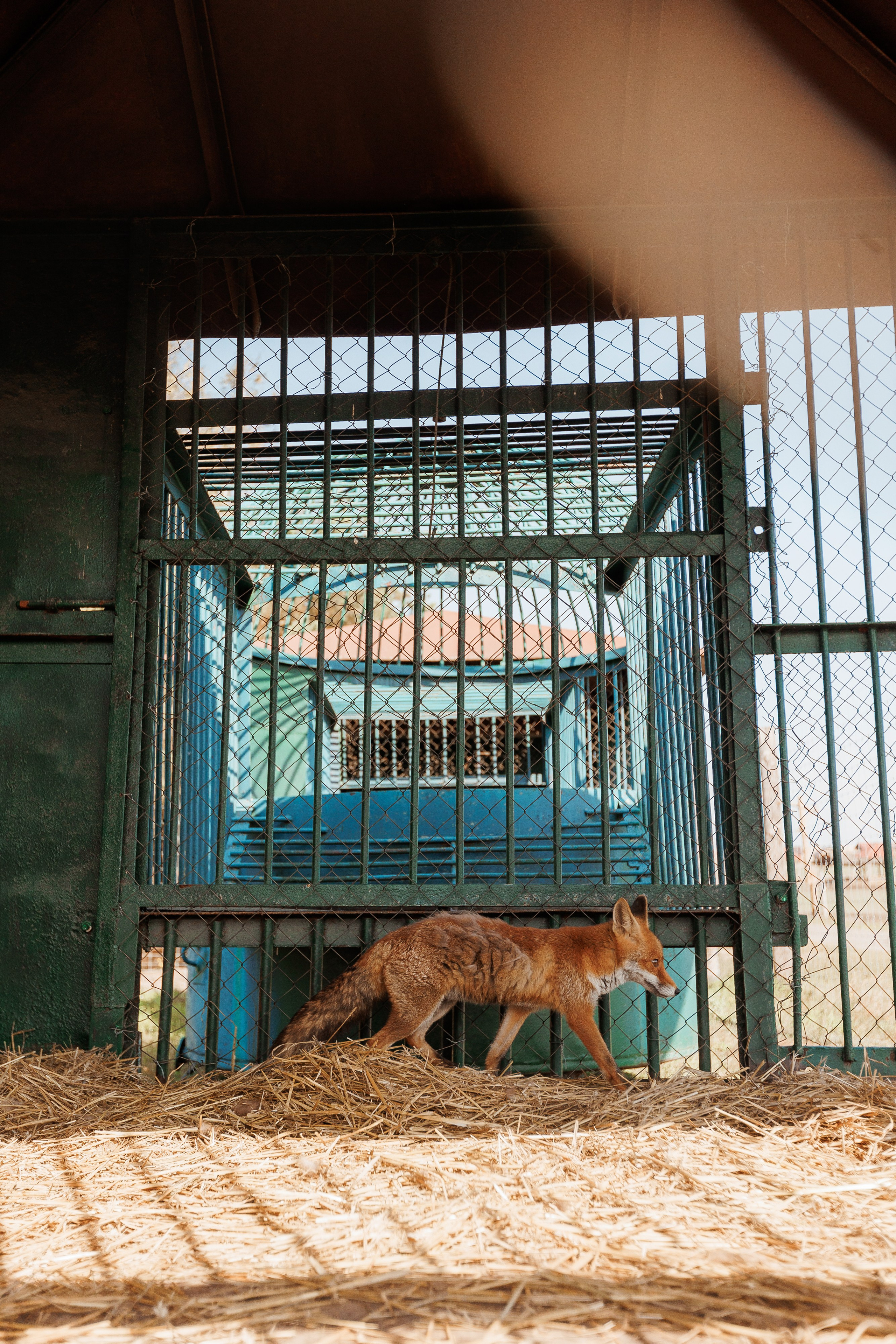 Екопарк Аміла. Ірина Терещук