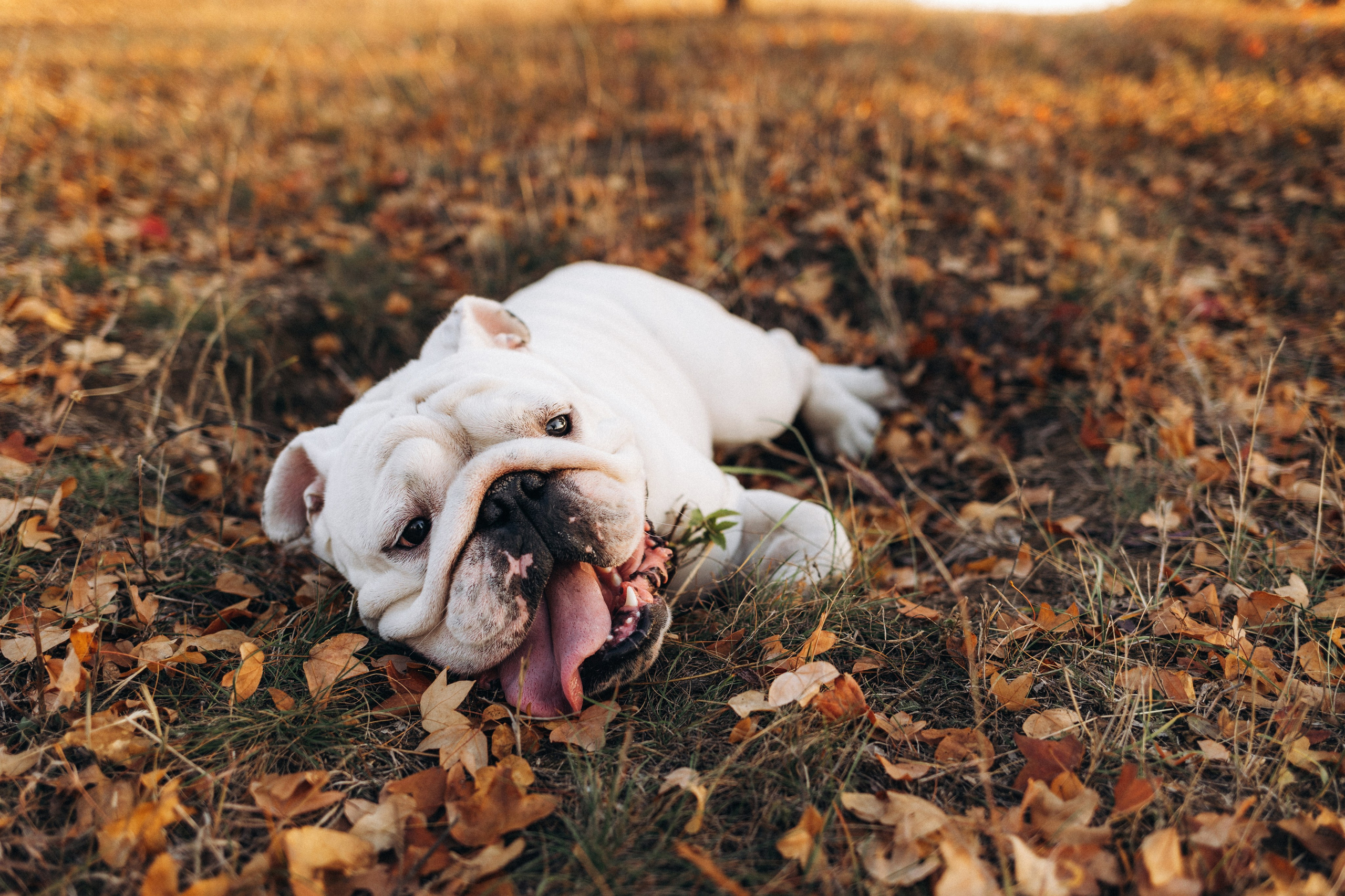 Fira. Семейный фотограф в Кишинёве Пулькина Ольга
