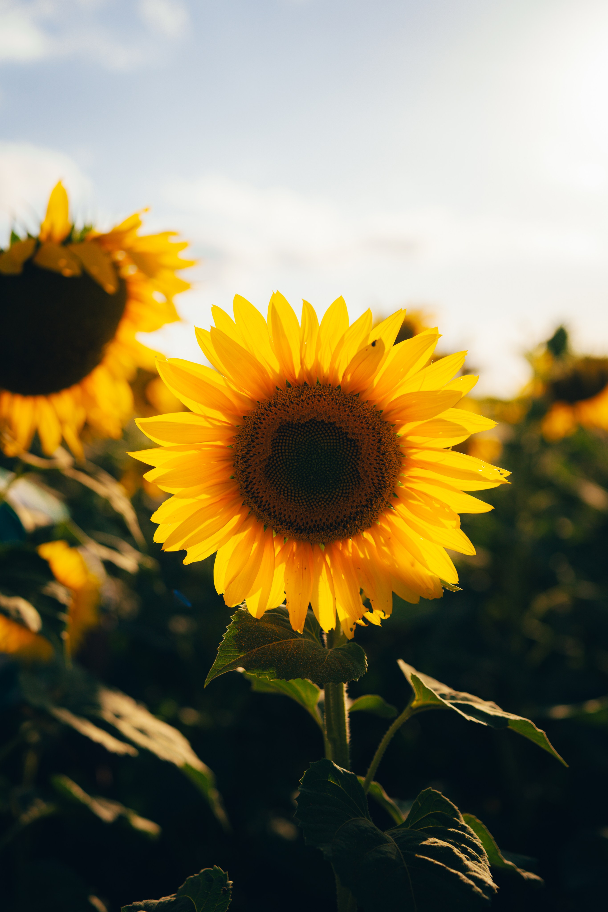 Debutante. Reference Visuals