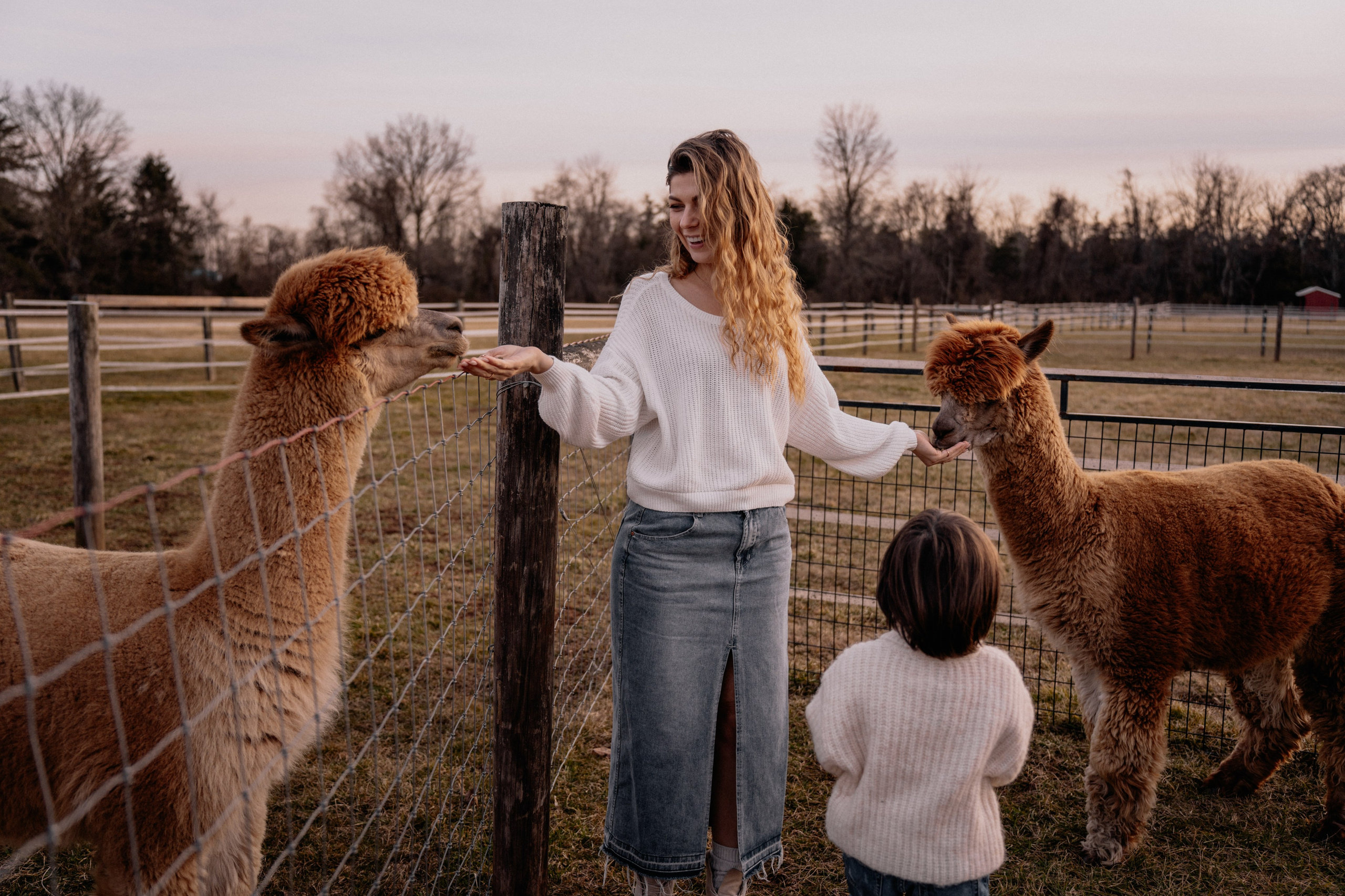 Alpaca’s farm. Wedding and family photographer and videographer PA, NJ, NY, DE, MD
