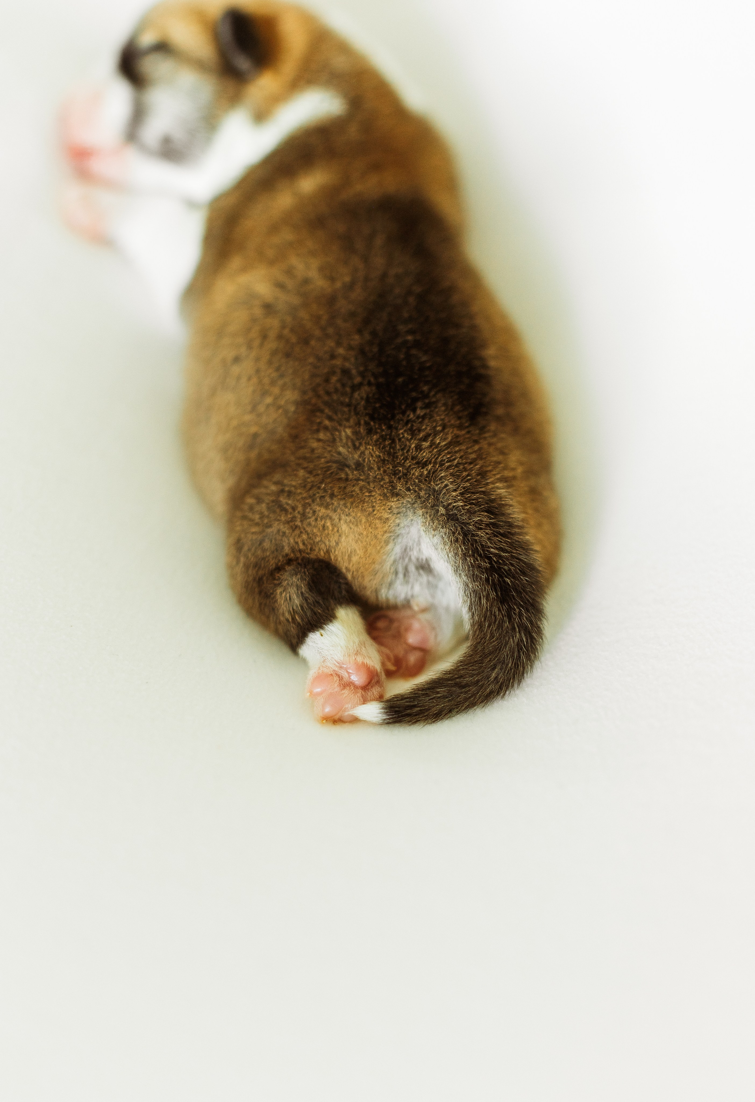 Pennut 11.5.2026. Nordsunfower