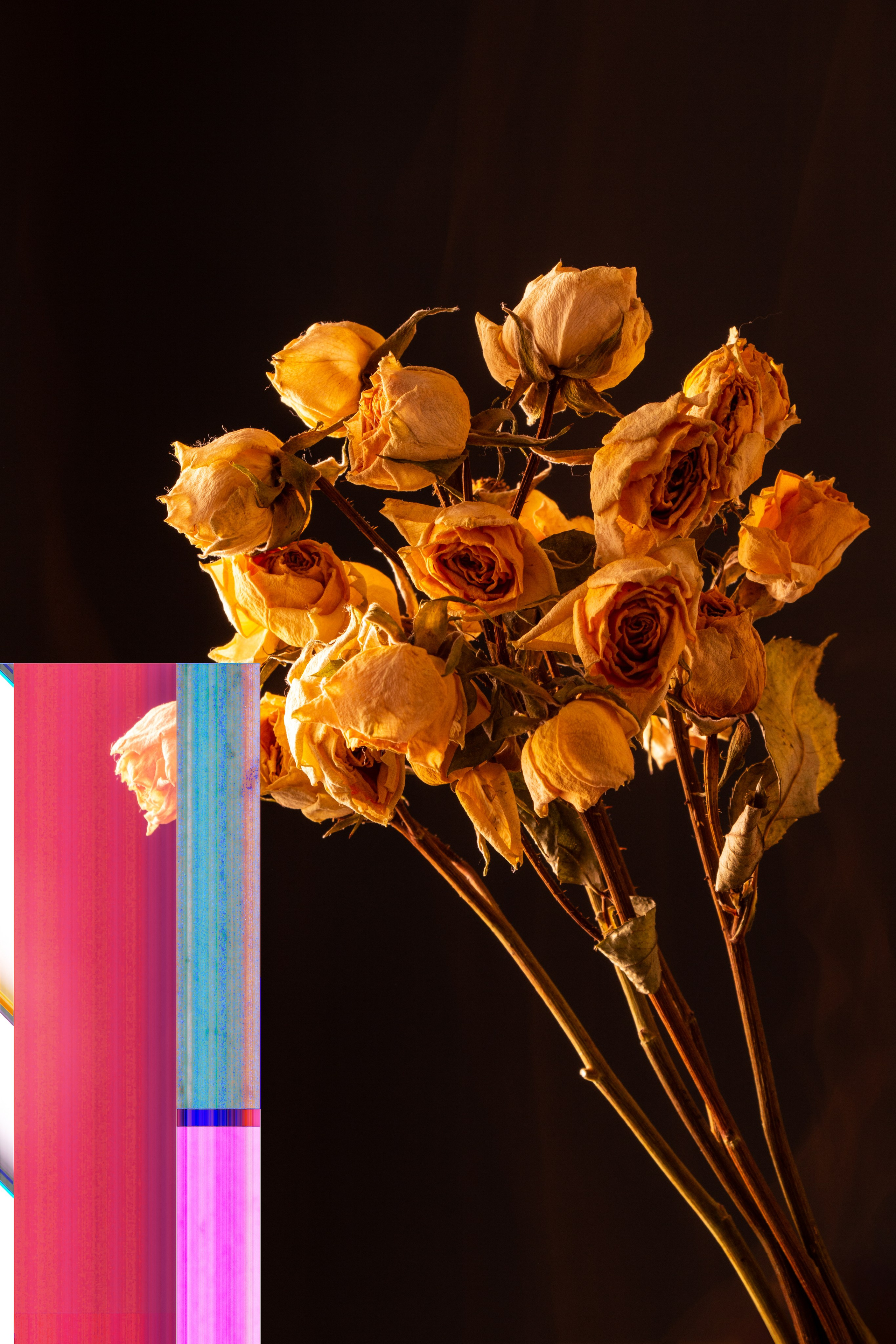 Bouquet of golden dried roses against a contrasting magenta and black background, blending color and texture in floral still life