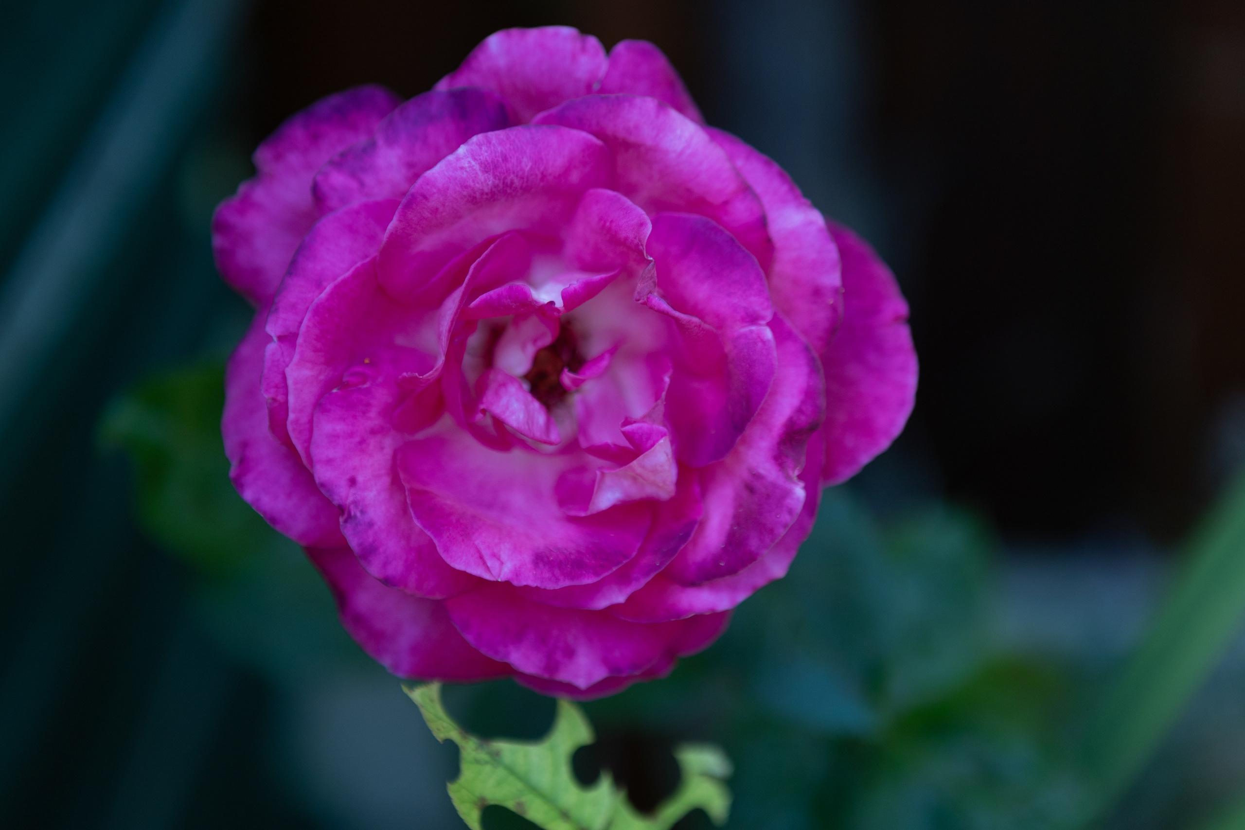 <img src="bild1.jpg" alt="Lindau Insel Fotografie kaufen"><img src="bild2.jpg" alt="Lindau Bodensee Bilder"><img src="bild3.jpg" alt="Lindau Altstadt Fotos kaufen"><img src="bild4.jpg" alt="Lindau Hafen Fotodruck"><img src="bild5.jpg" alt="Lindau Uferpromenade Wandbilder"><img src="bild6.jpg" alt="Lindau Kunstfotografie kaufen"><img src="bild7.jpg" alt="Lindau Leuchtturm und Löwe Bilder"><img src="bild8.jpg" alt="Lindau Innenstadt schöne Bilder"><img src="bild9.jpg" alt="Lindau Landschaftsfotografie kaufen"><img src="bild10.jpg" alt="Lindau Bodensee Fotos als Deko">