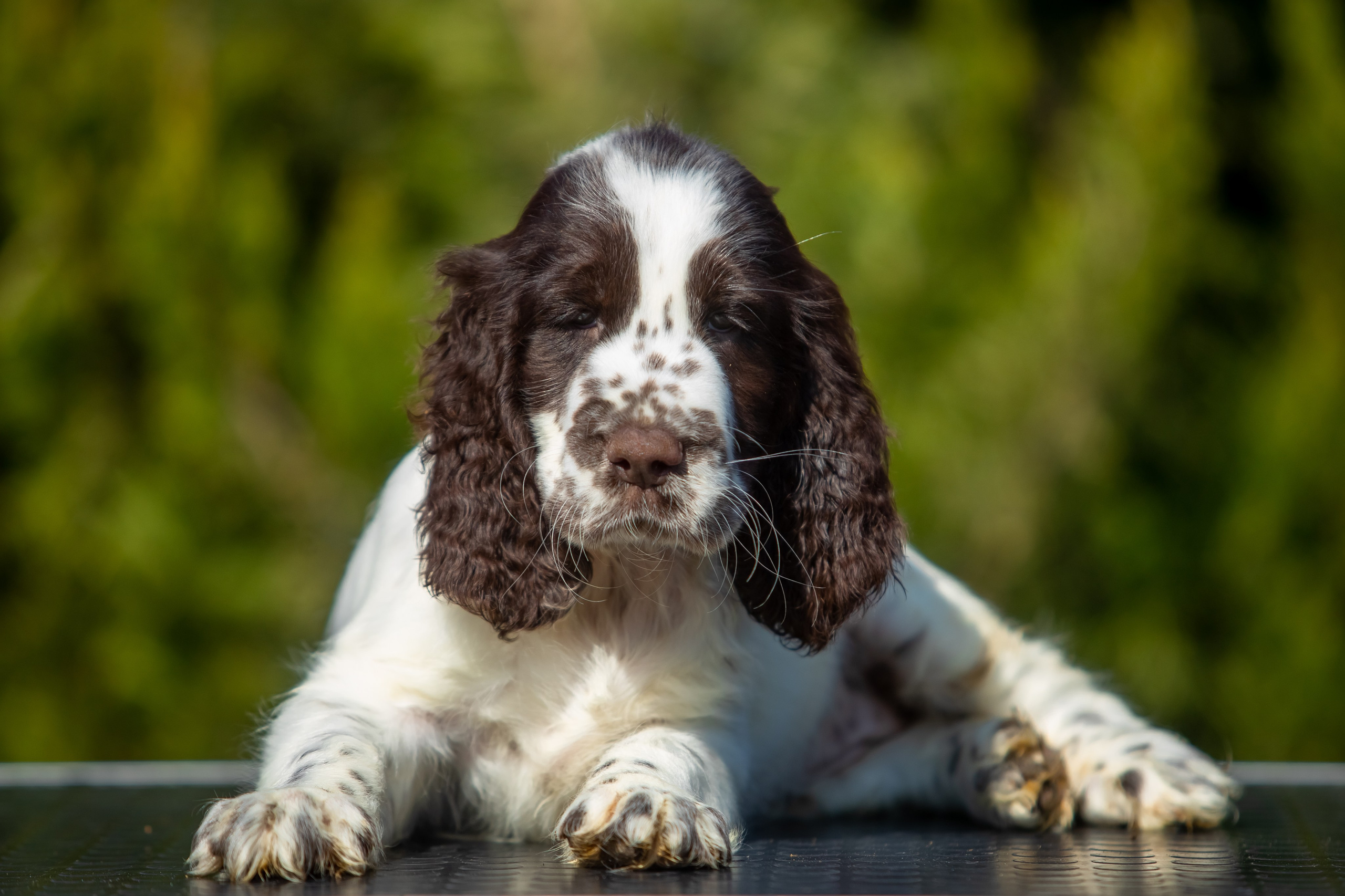 Female — Purple collar💜. Website of the titled stud dog of the Springer Spaniel breed