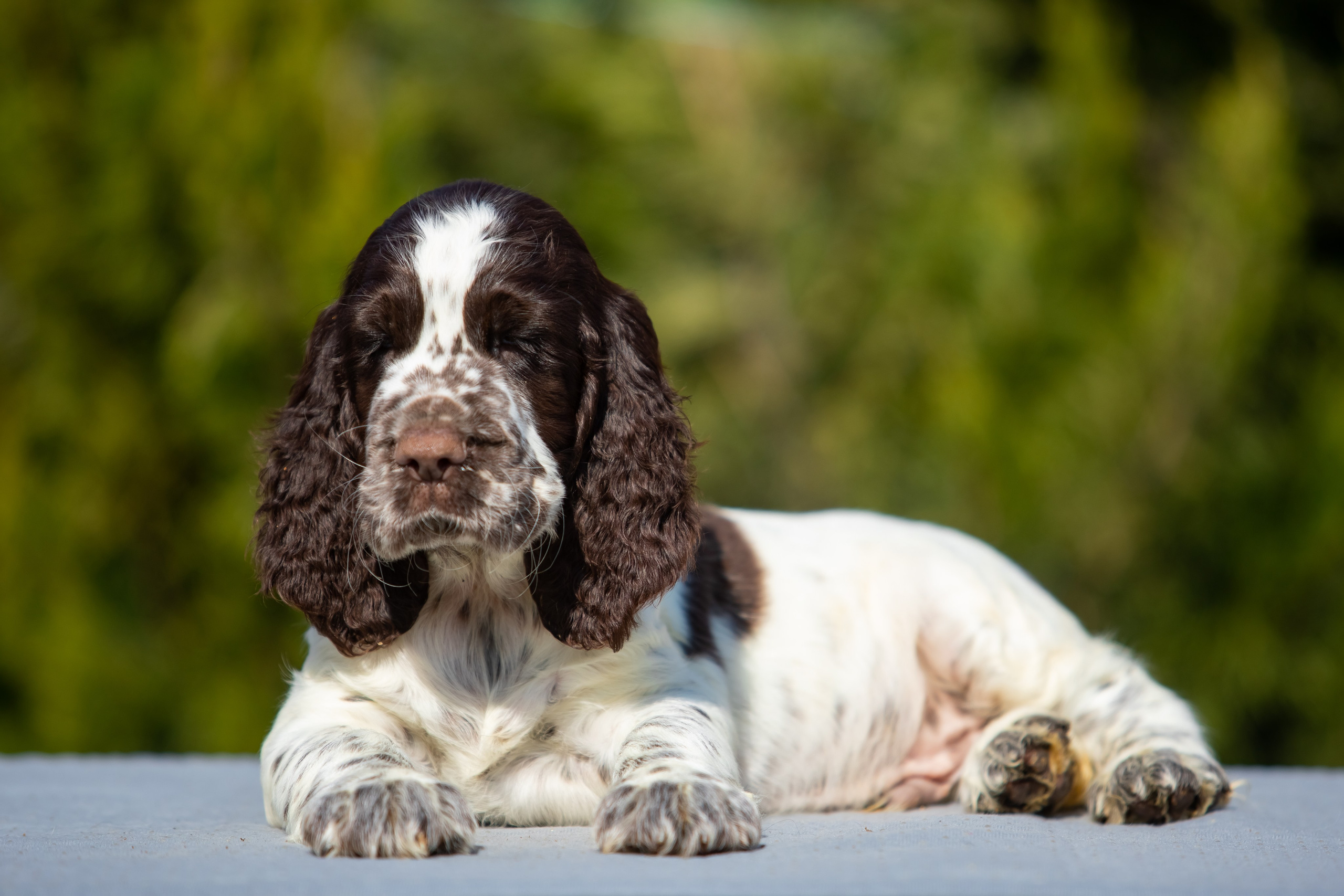 Male — Blue collar 💙. Website of the titled stud dog of the Springer Spaniel breed