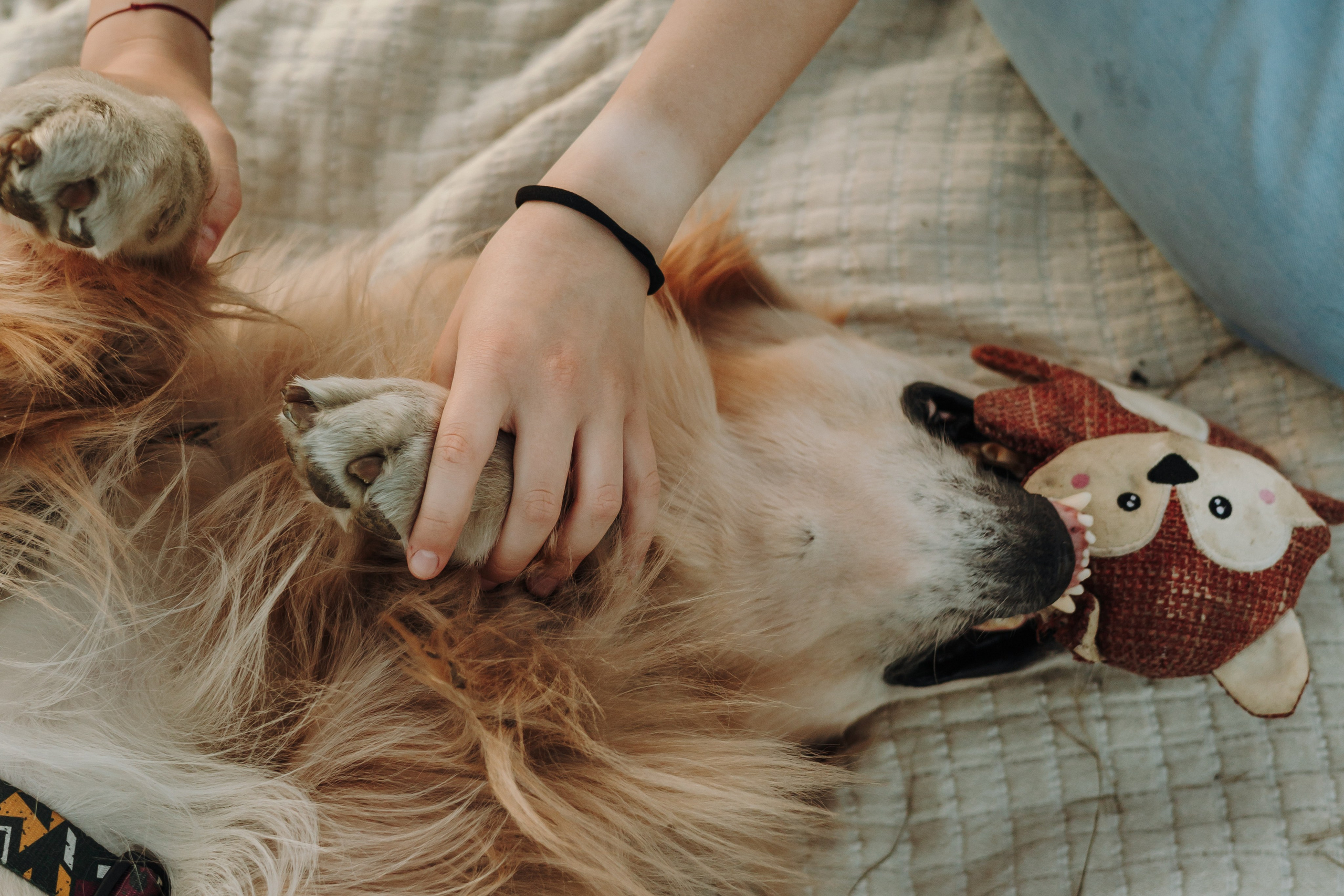 Катя и Бро. Фотограф-анималист | Белград