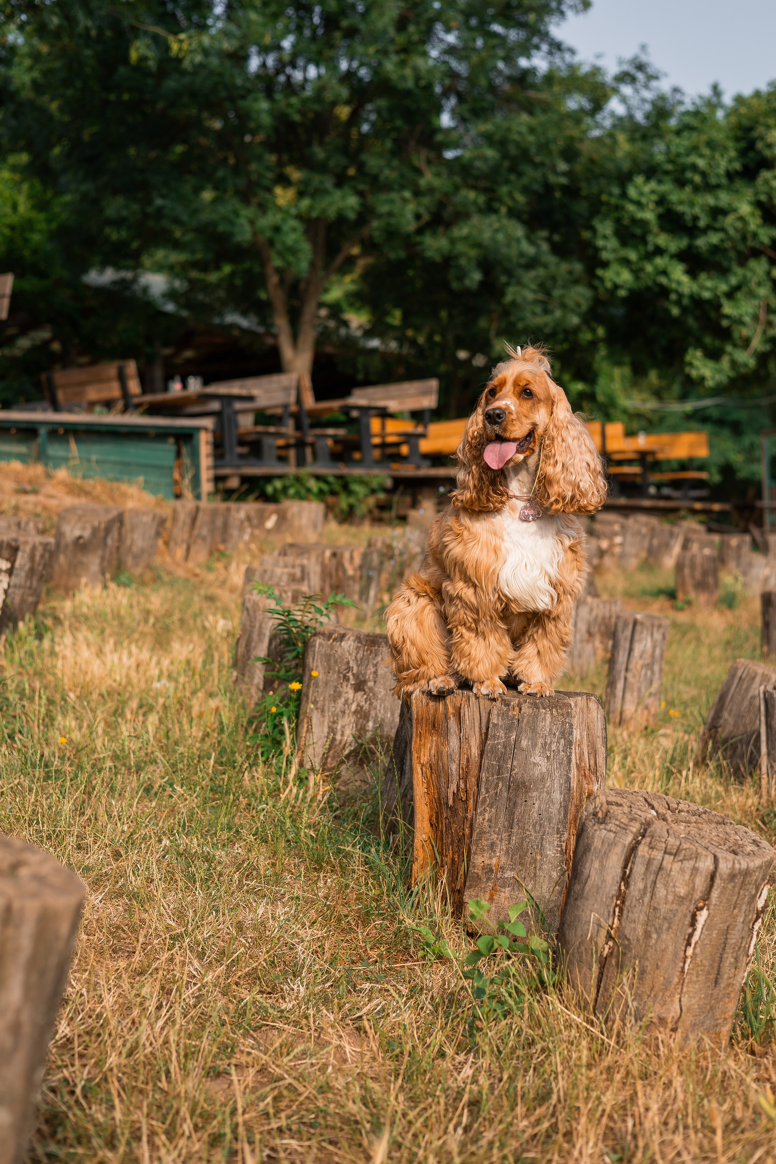 Алина и Юки. Фотограф-анималист | Белград