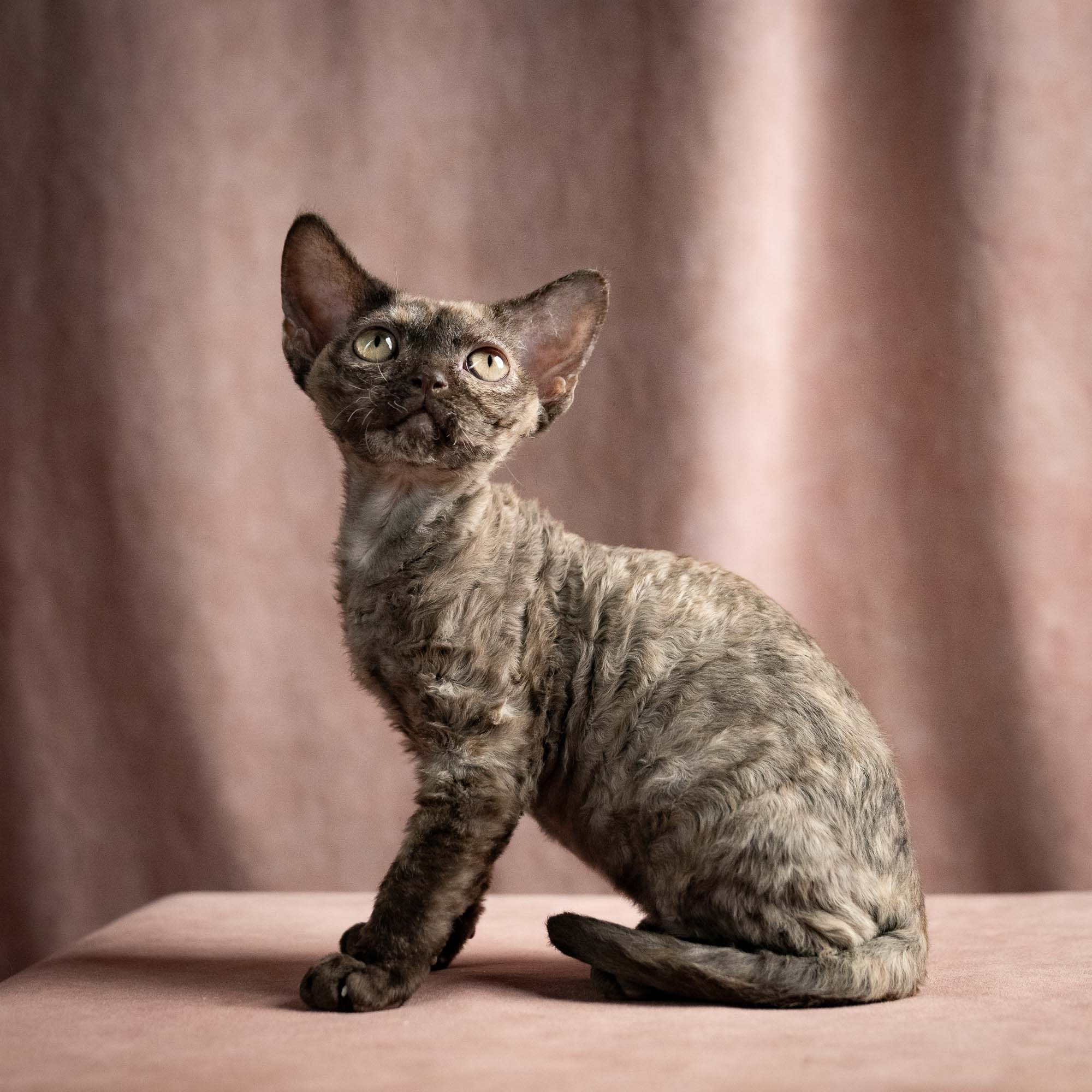 Olivia, girl, born 02.08.26. Devon Rex Pixie Cattery