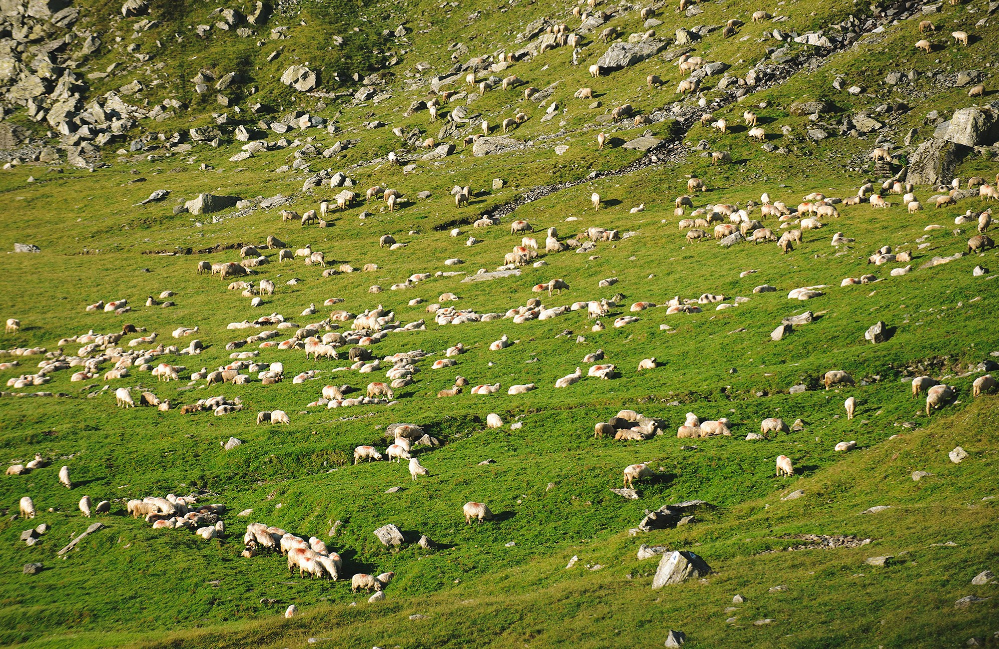 Romania. Imagini frumoase din Romania - fotograf travel Andrei Zveaghintev. Fotograf nunta si familie in Moldova, Chisinau - Andrei Zveaghintev